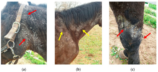 Horse hair loss question. Help! : r/Horses