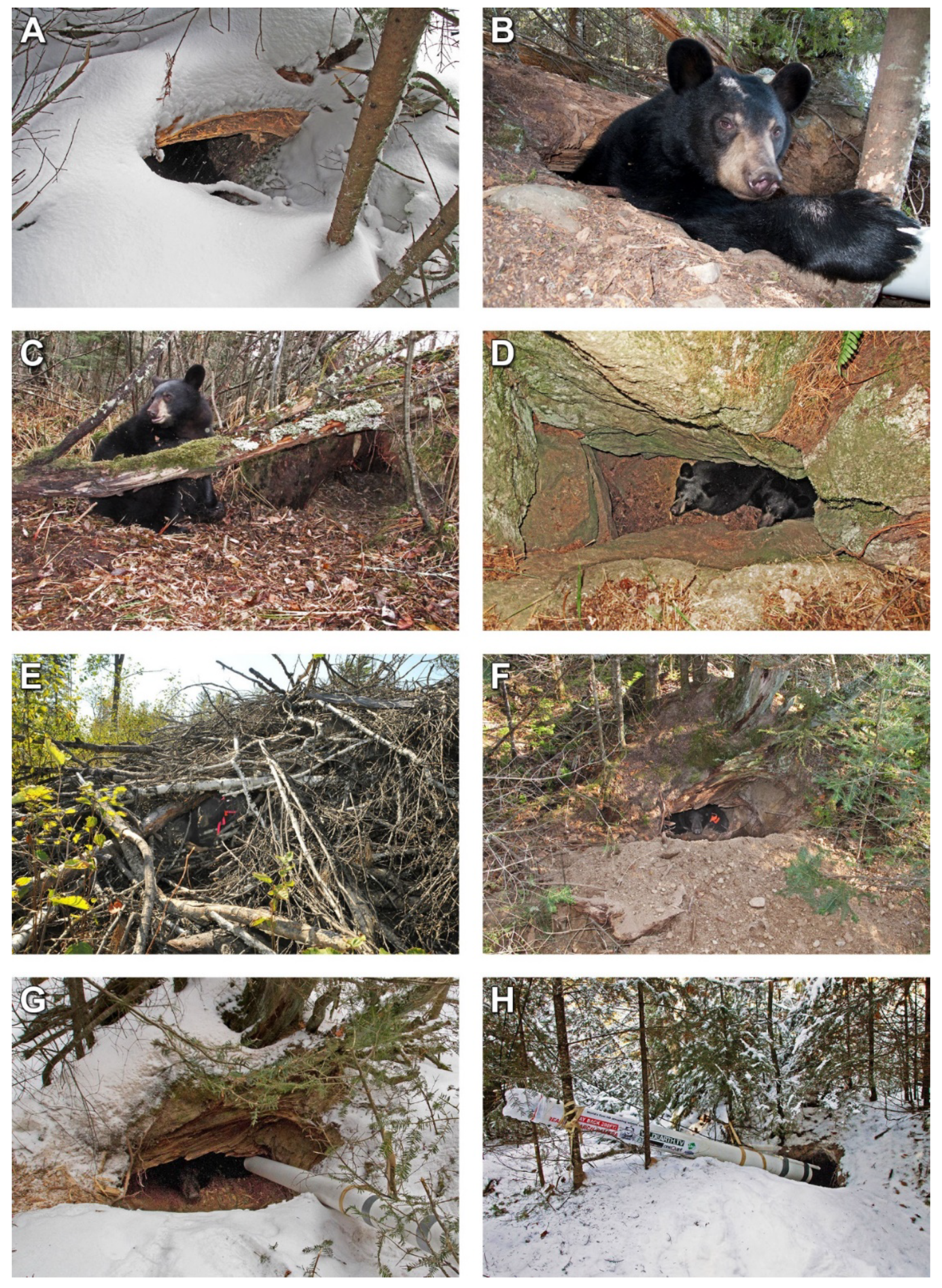 Black Bear Hibernation – Go Finger Lakes
