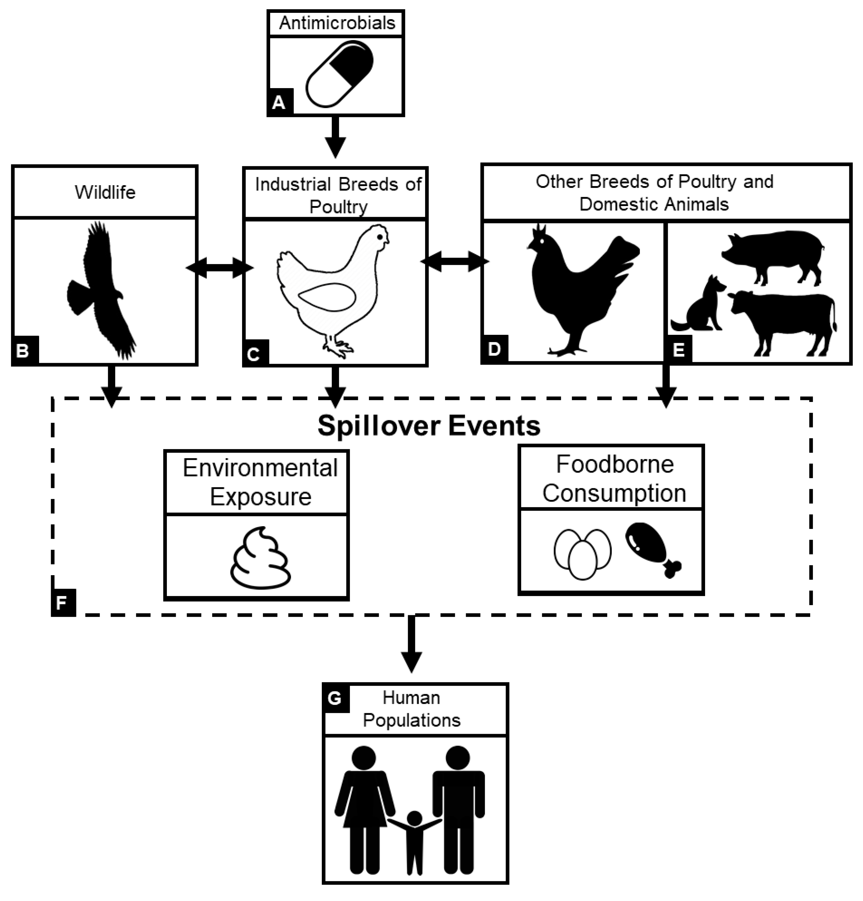Animals | Free Full-Text | A Review of Antimicrobial Resistance in Poultry  Farming within Low-Resource Settings