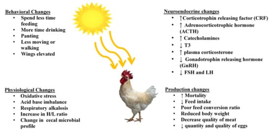 III. The Hormonal Changes that Trigger Egg Production