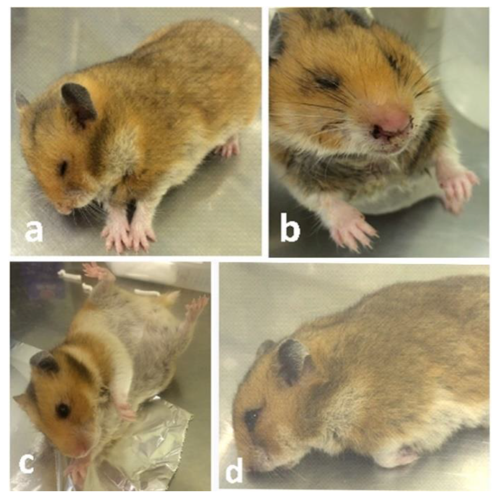 Hamsters in medical research