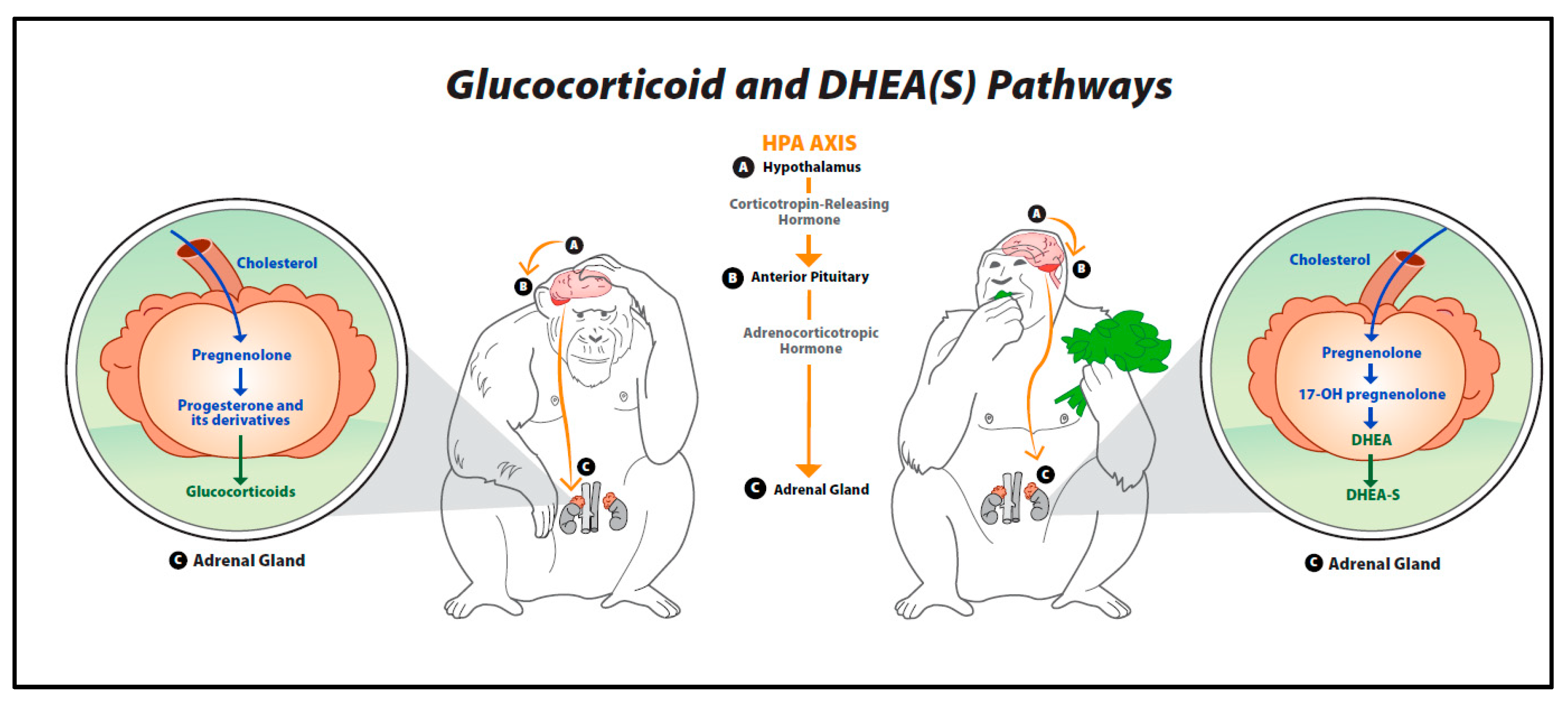 Animals | Free Full-Text | Beyond Glucocorticoids: Integrating  Dehydroepiandrosterone (DHEA) into Animal Welfare Research