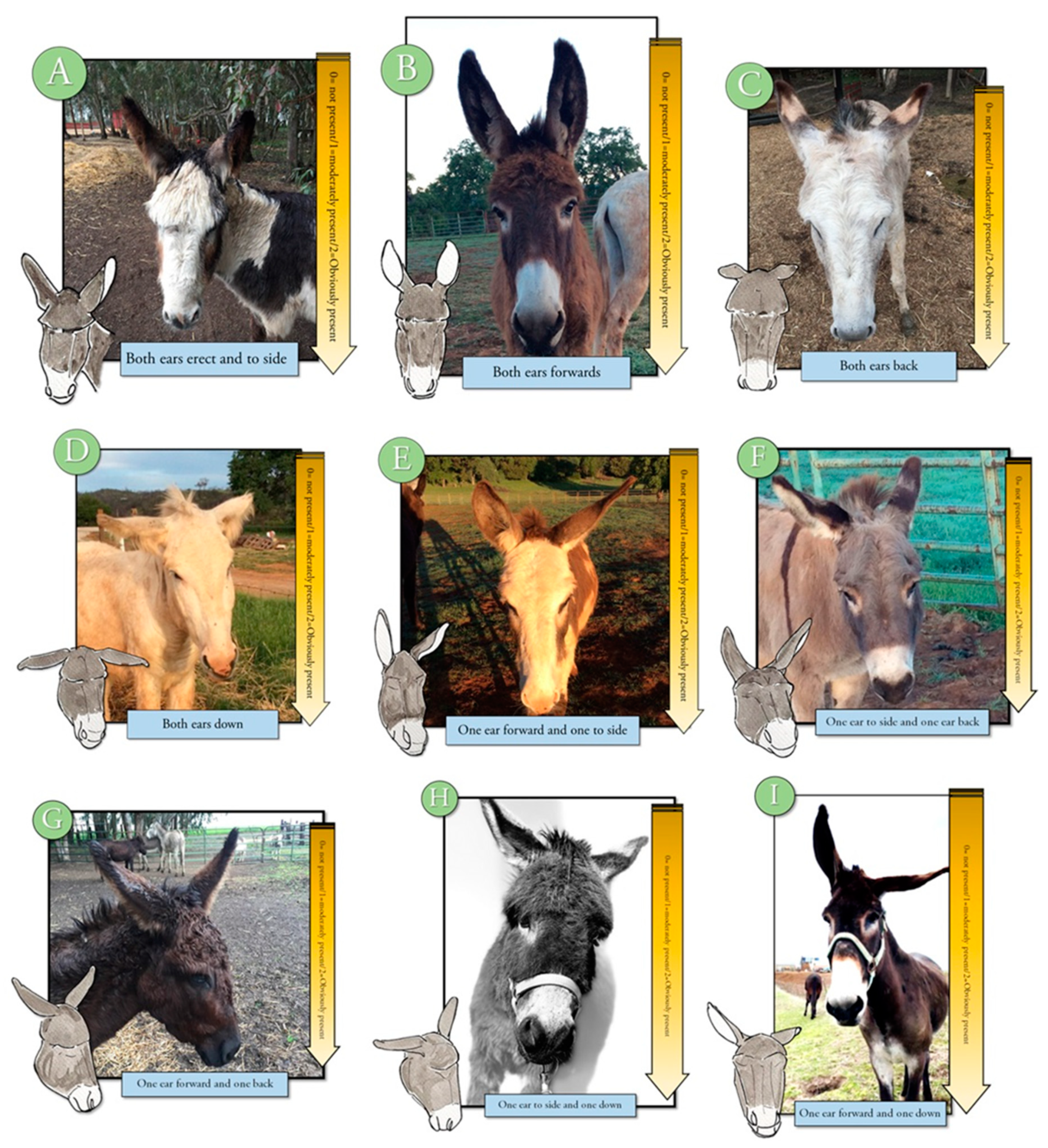 Animals | Free Full-Text | Development of a Donkey Grimace Scale to  Recognize Pain in Donkeys (Equus asinus) Post Castration