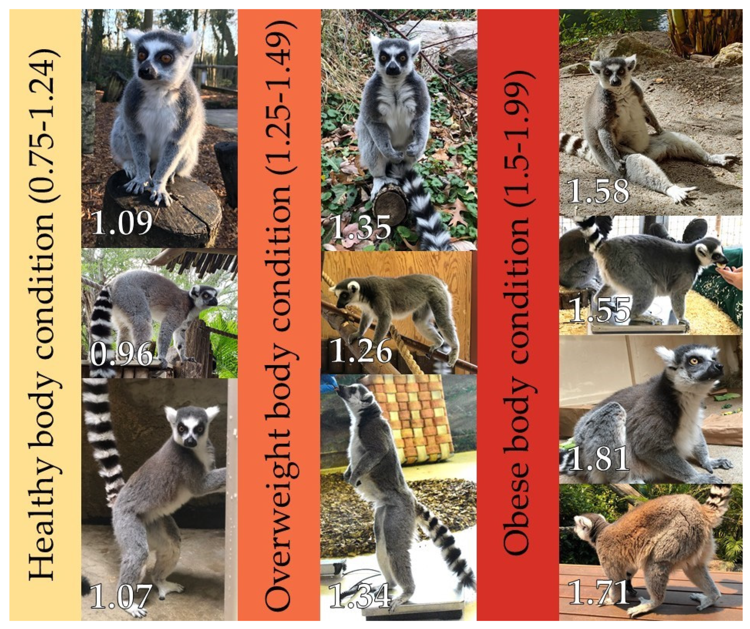 Animals | Free Full-Text | Large Lemurs: Ecological, Demographic and  Environmental Risk Factors for Weight Gain in Captivity