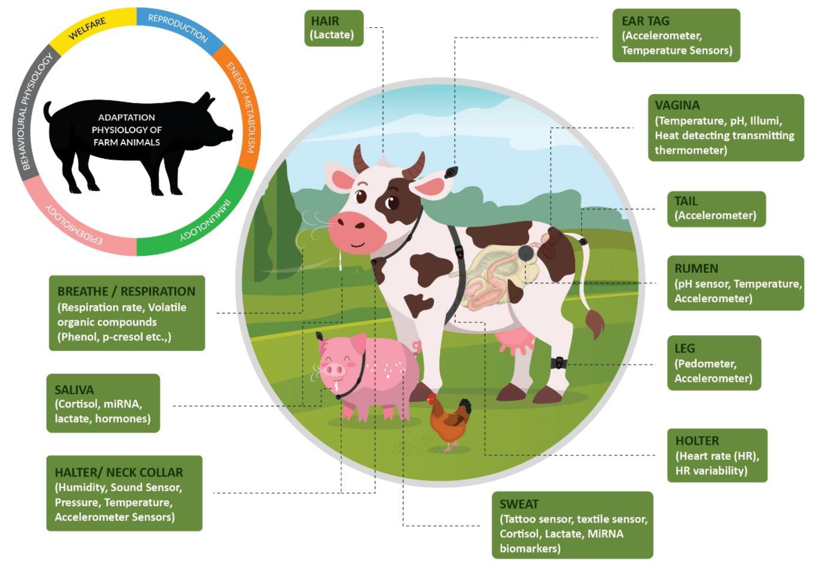 Farm Animal Cartoon Sex - Animals | Free Full-Text | Transforming the Adaptation Physiology of Farm  Animals through Sensors