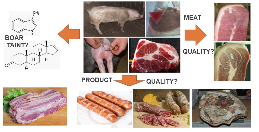 Animals | Free Full-Text | The Use of Pork from Entire Male and  Immunocastrated Pigs for Meat Products—An Overview with Recommendations