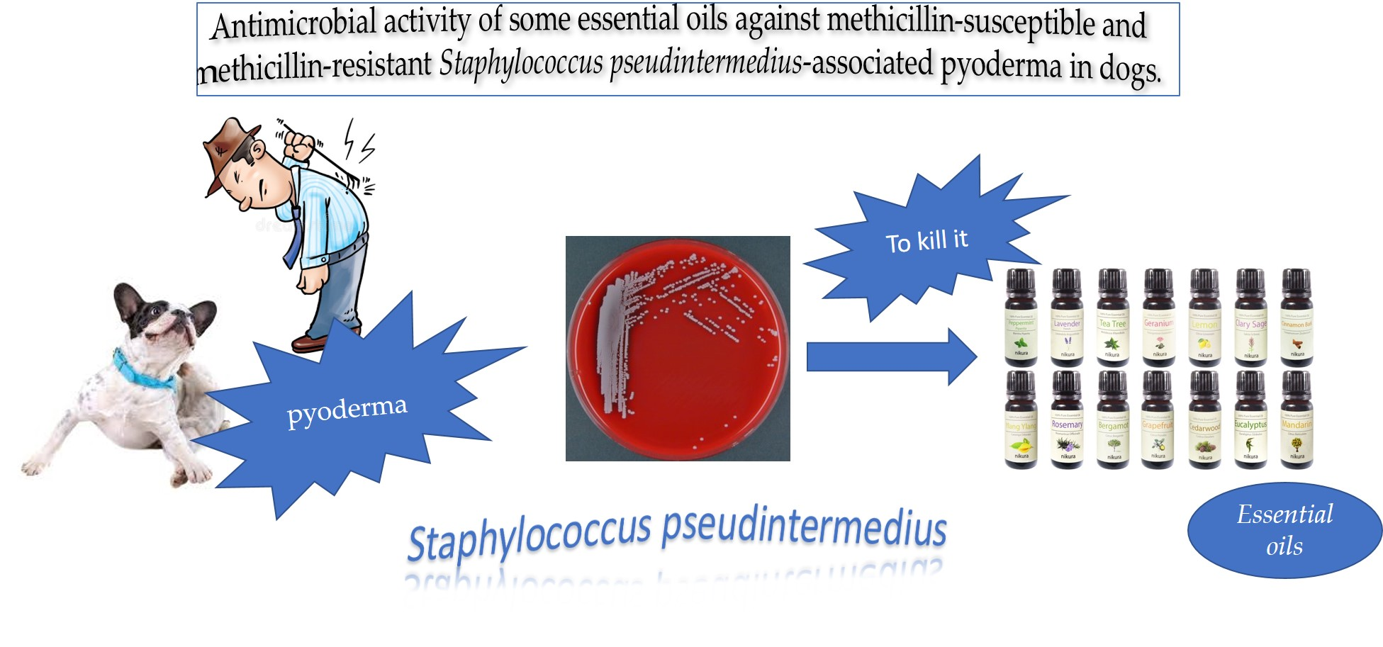 Animals | Free Full-Text | Antimicrobial Activity of Some Essential Oils  against Methicillin-Susceptible and Methicillin-Resistant Staphylococcus  pseudintermedius-Associated Pyoderma in Dogs
