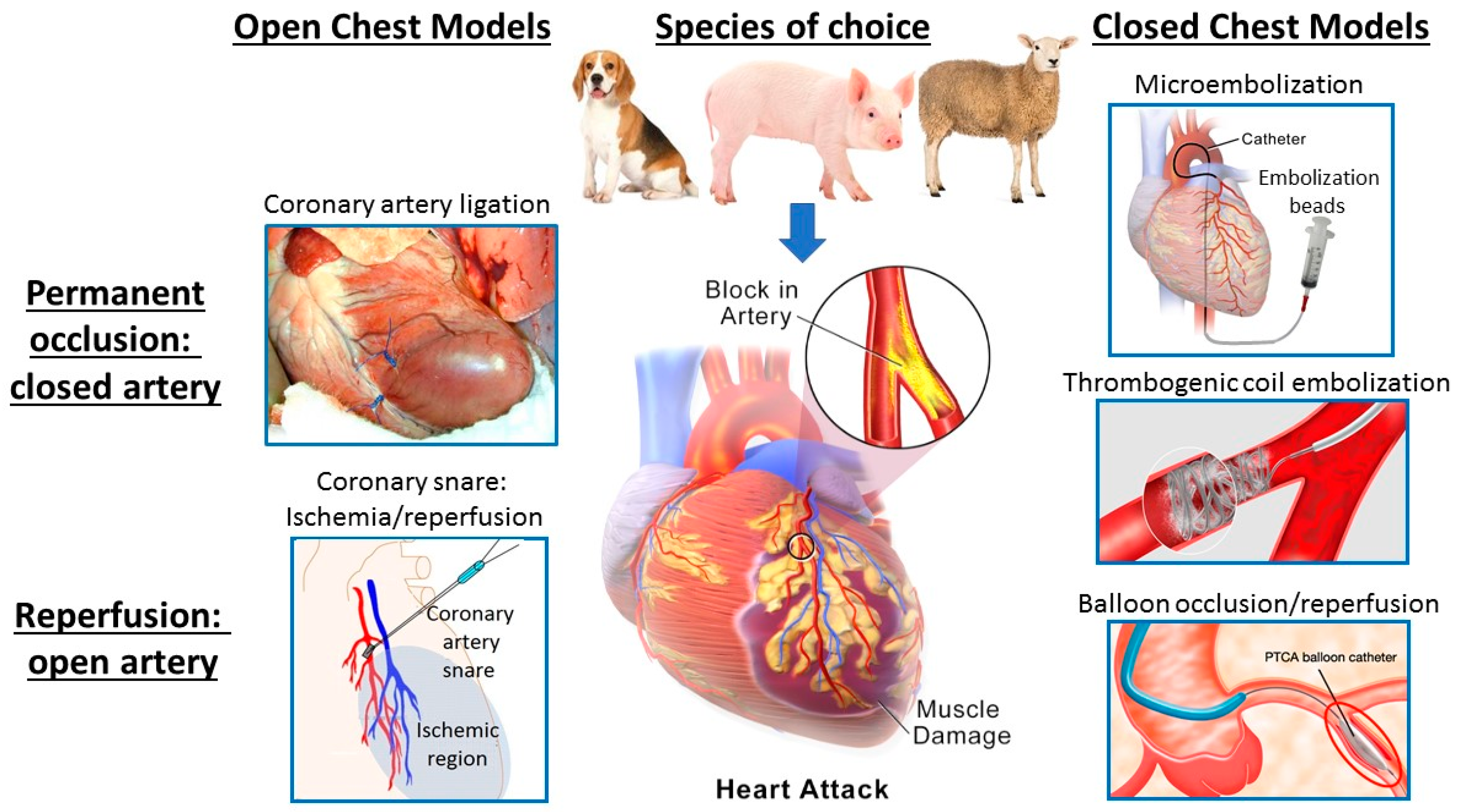 Animals | Free Full-Text | Large Animal Models of Heart Failure: Reduced  vs. Preserved Ejection Fraction