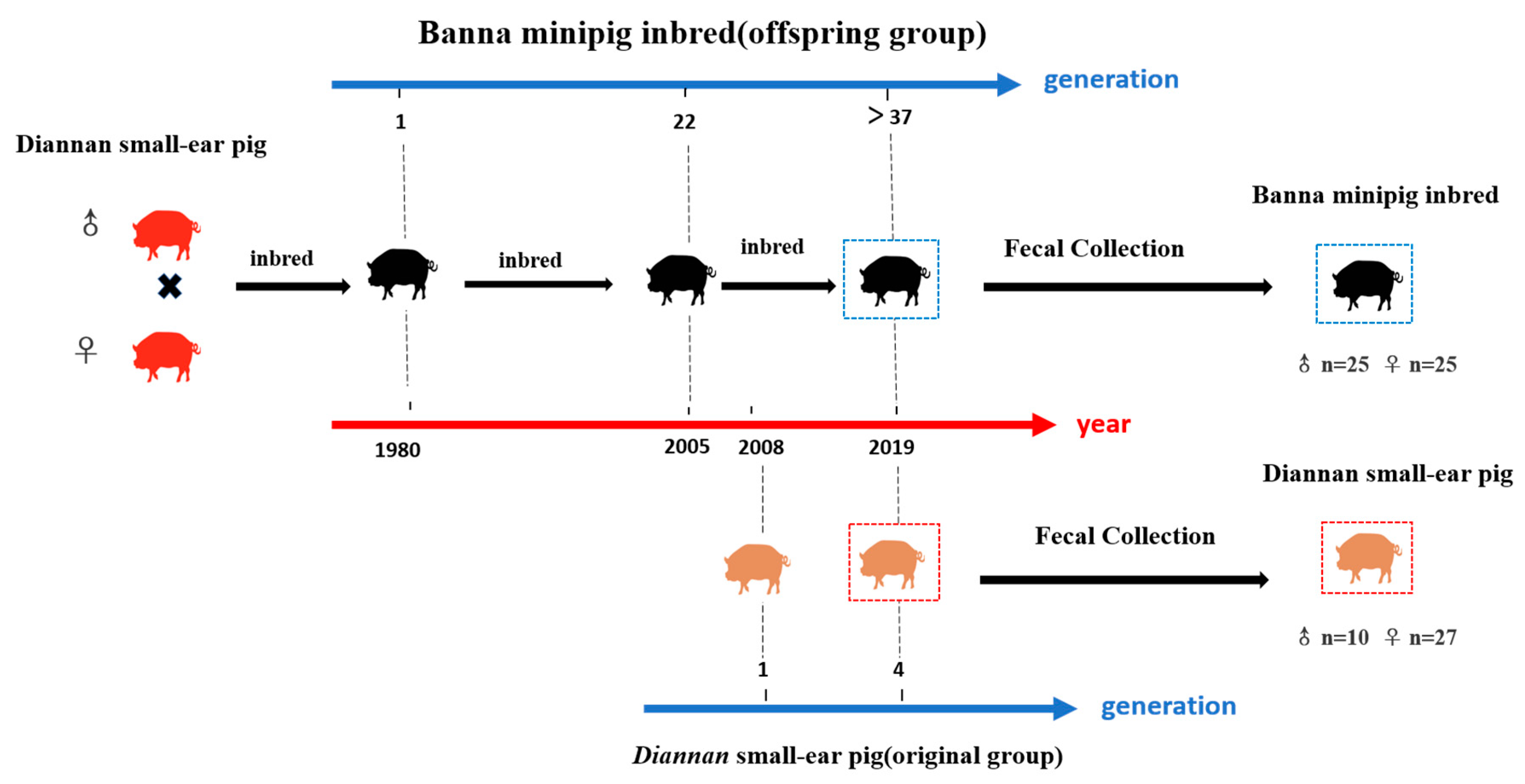Animals | Free Full-Text | Inbreeding Alters the Gut Microbiota of the  Banna Minipig