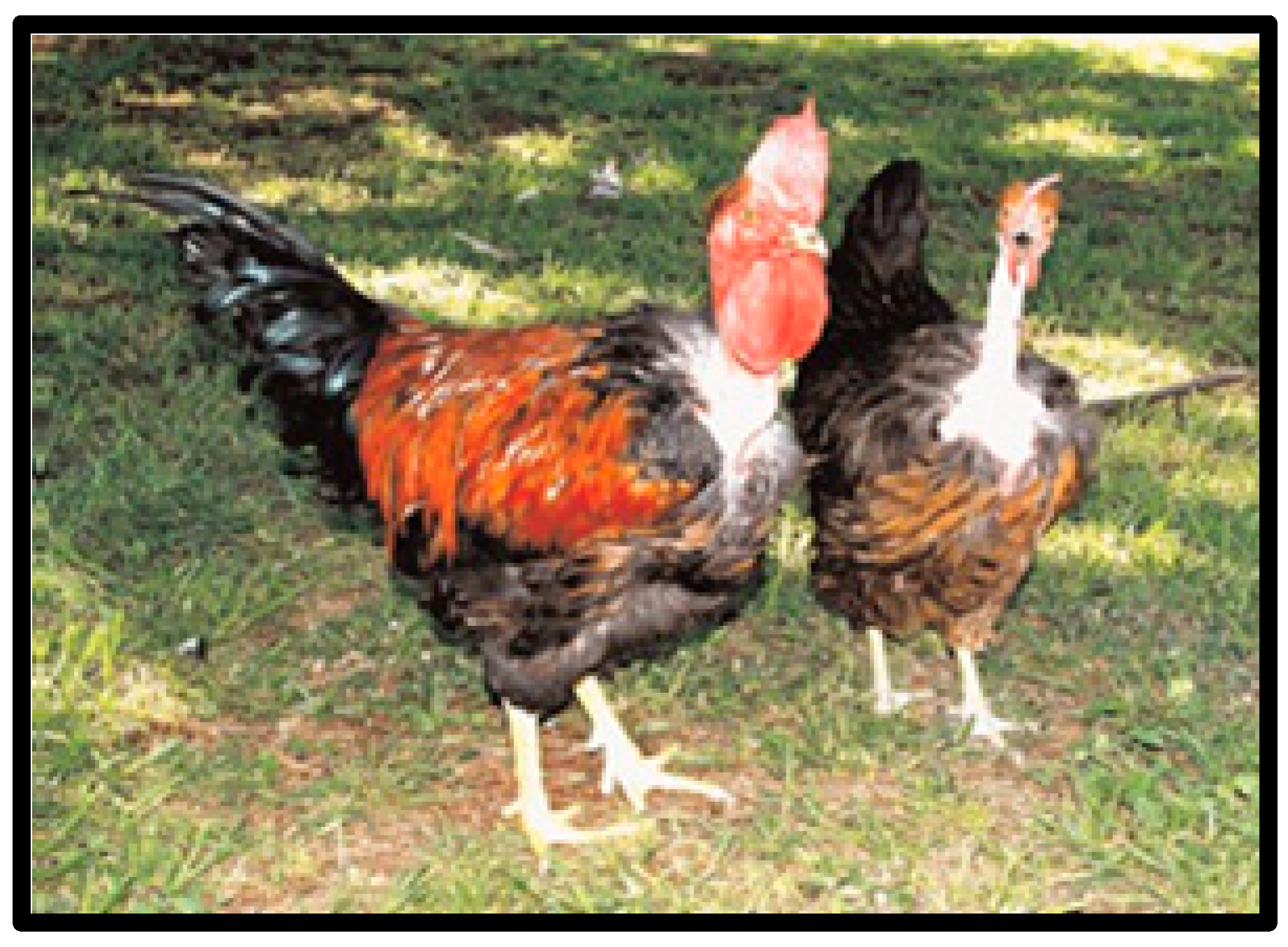 breeds of fowl