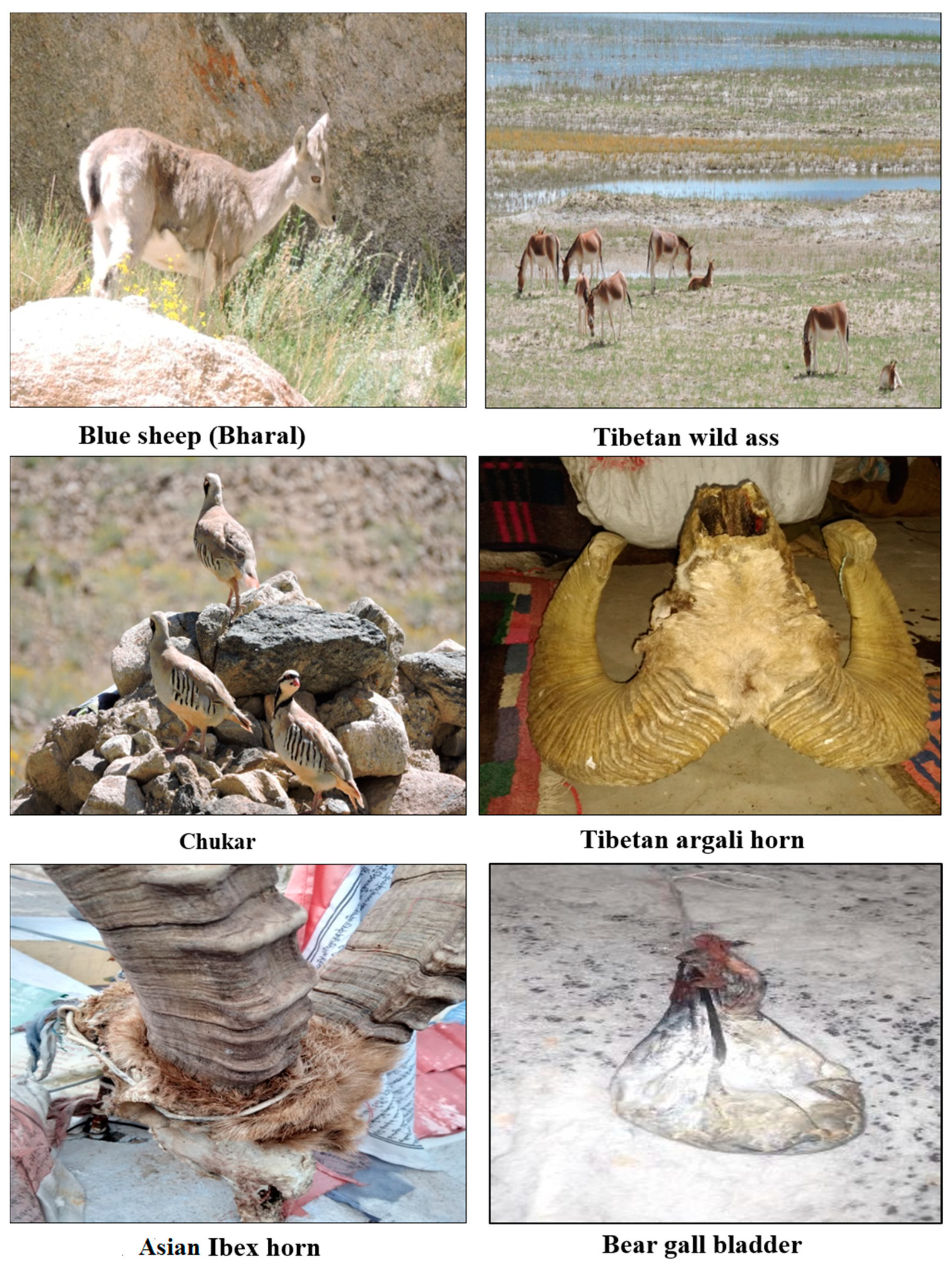 Animals | Free Full-Text | Traditional Usage of Wild Fauna among the Local  Inhabitants of Ladakh, Trans-Himalayan Region