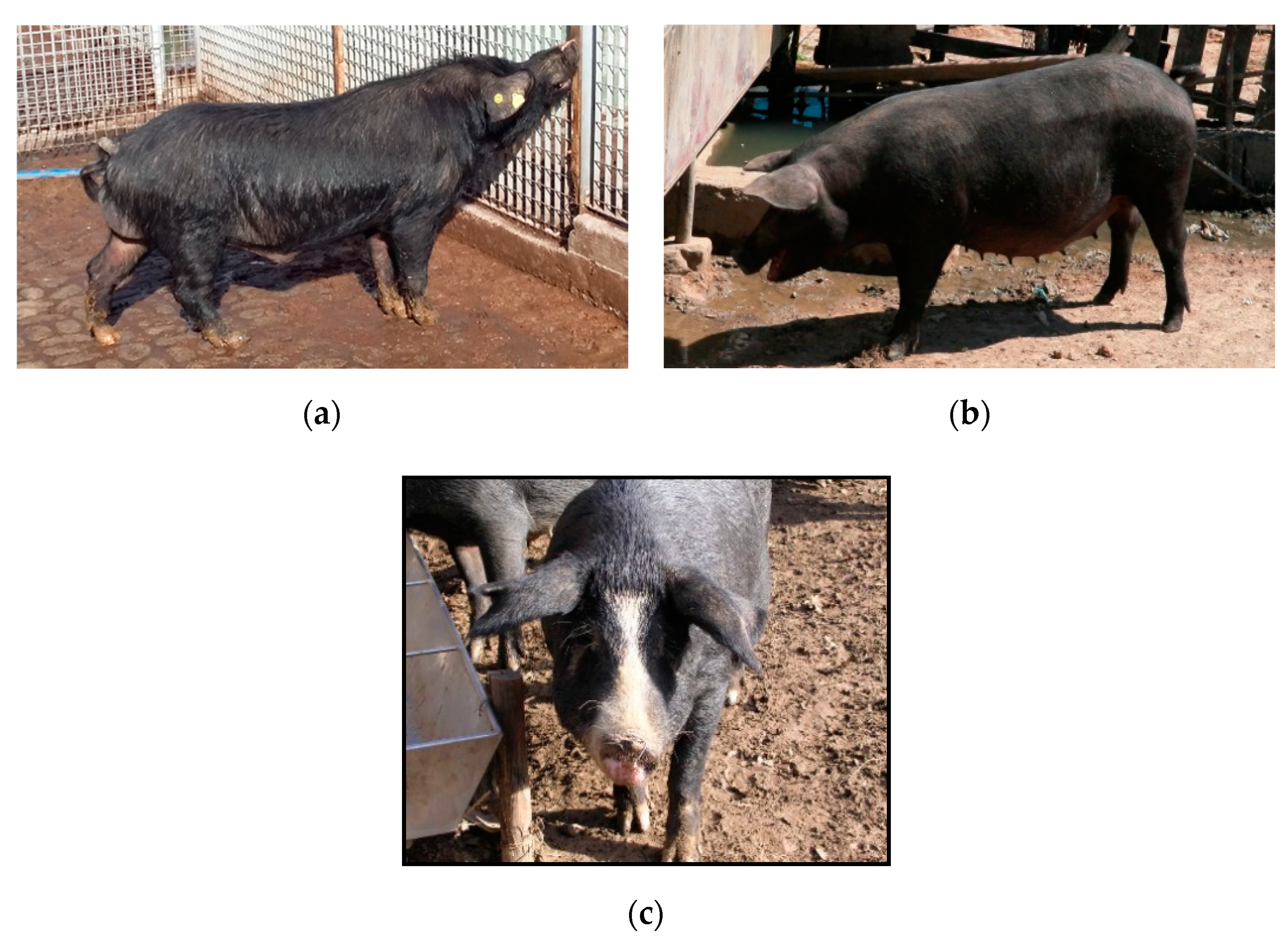 Animals | Free Full-Text | Sicilian Black Pig: An Overview