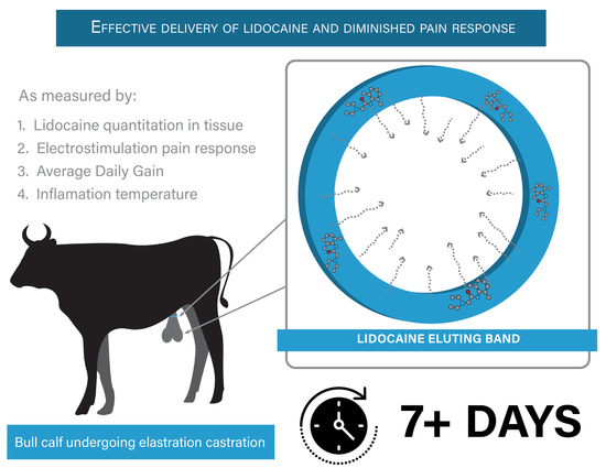 Lidoband Castration Bands for Calves and Lambs