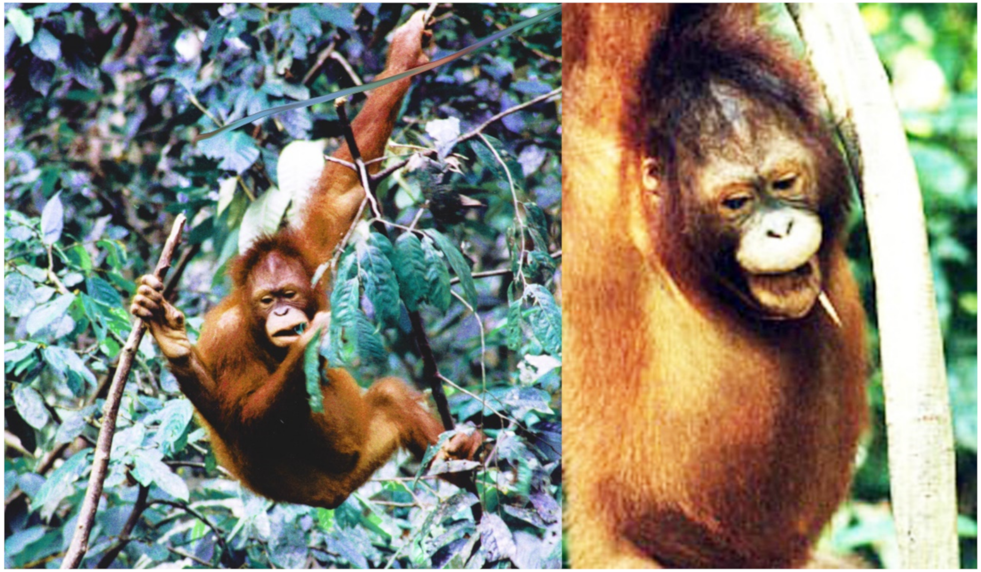 Animals Free Full-Text Of Great Apes and Magpies Initiations into Animal Behaviour photo