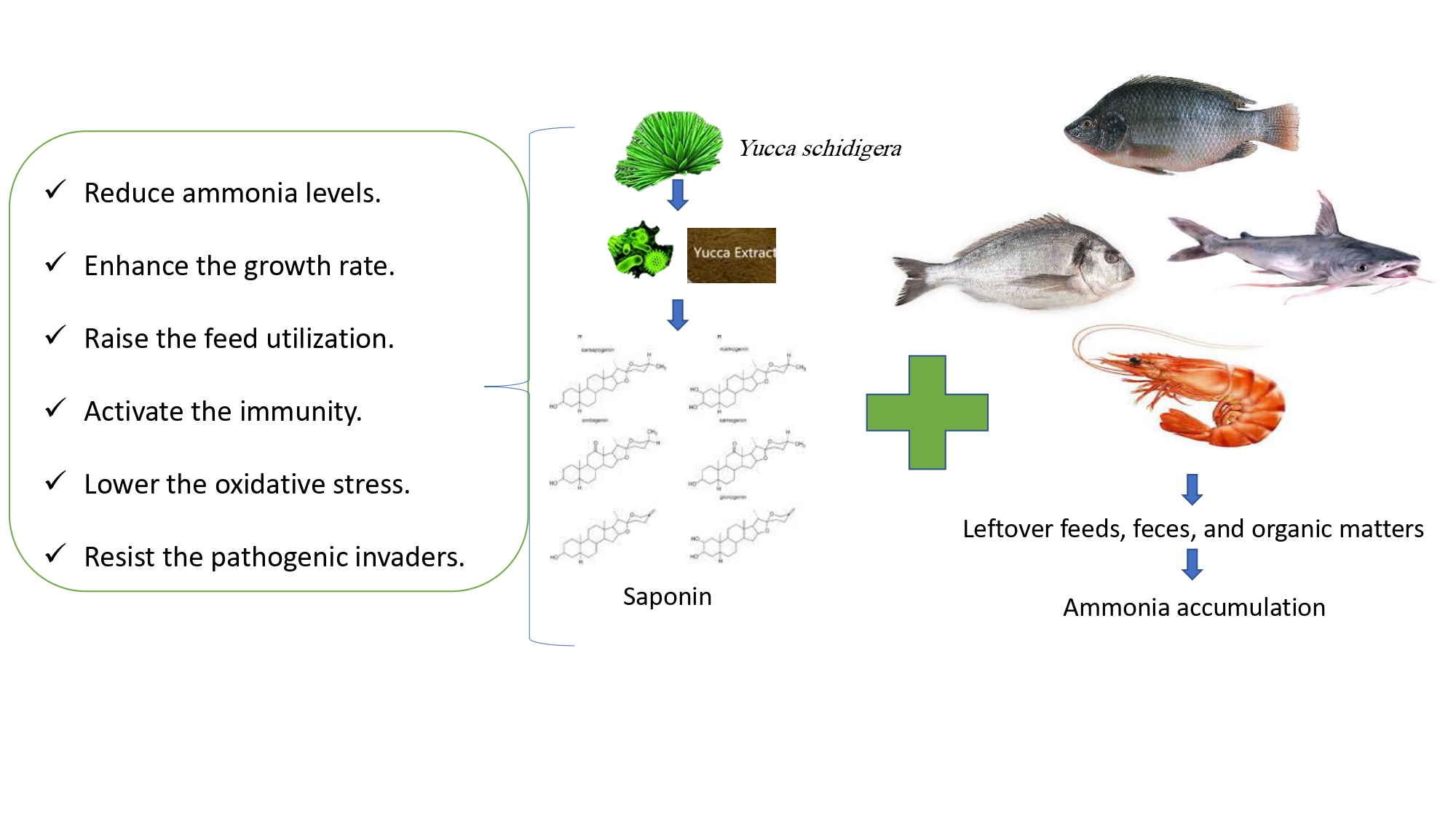 What are the potential health benefits of Yucca saponin? What are the potential health benefits of Yucca saponin?