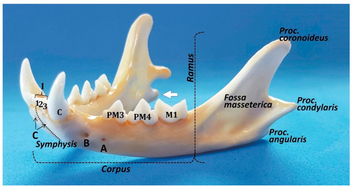 Animals | Free Full-Text | The Cat Mandible (I): Anatomical Basis to Avoid  Iatrogenic Damage in Veterinary Clinical Practice
