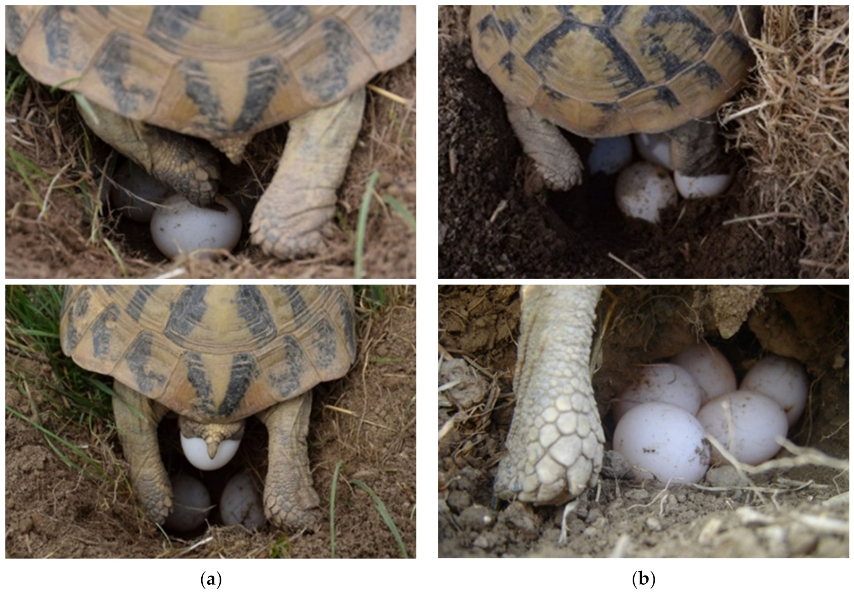 Animals | Free Full-Text | Monitoring of Unhatched Eggs in Hermann's  Tortoise (Testudo hermanni) after Artificial Incubation and Possible  Improvements in Hatching