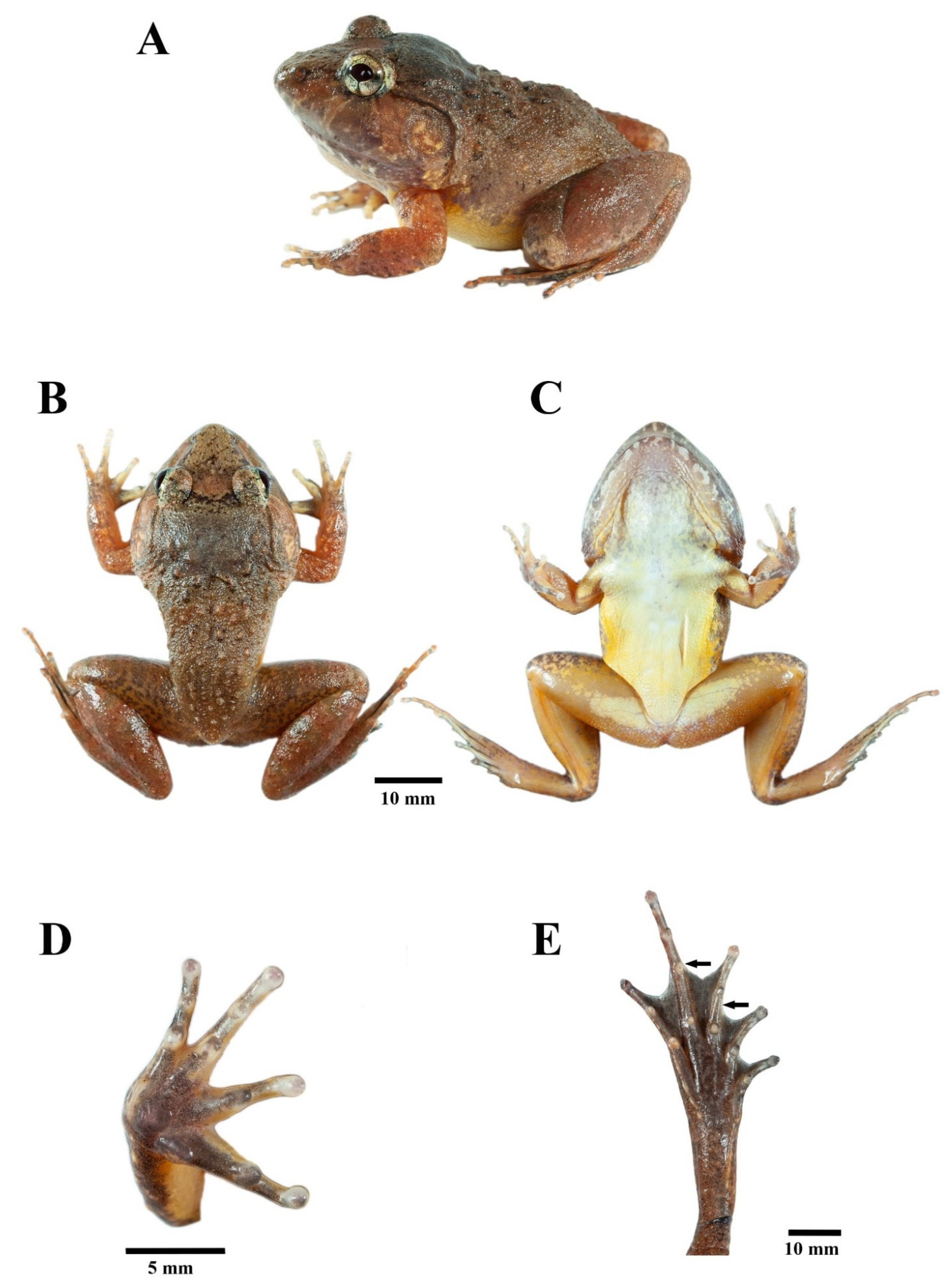Animals | Free Full-Text | A New Limnonectes (Anura: Dicroglossidae) from  Southern Thailand