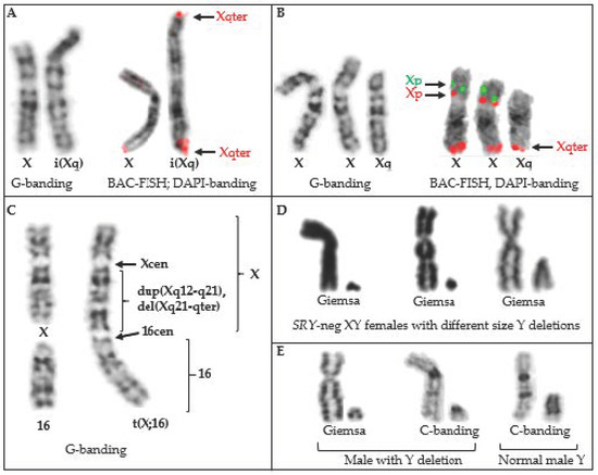 Downlod Xxxx Hd Sex Video - Animals | Free Full-Text | Horse Clinical Cytogenetics: Recurrent Themes  and Novel Findings