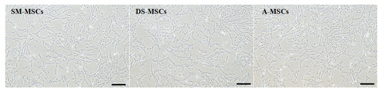 Comparative Study of Biological Characteristics, and Osteoblast Differentiation of Mesenchymal Stem Cell Established from Camelus dromedarius Skeletal Muscle, Dermal Skin, and Adipose Tissues