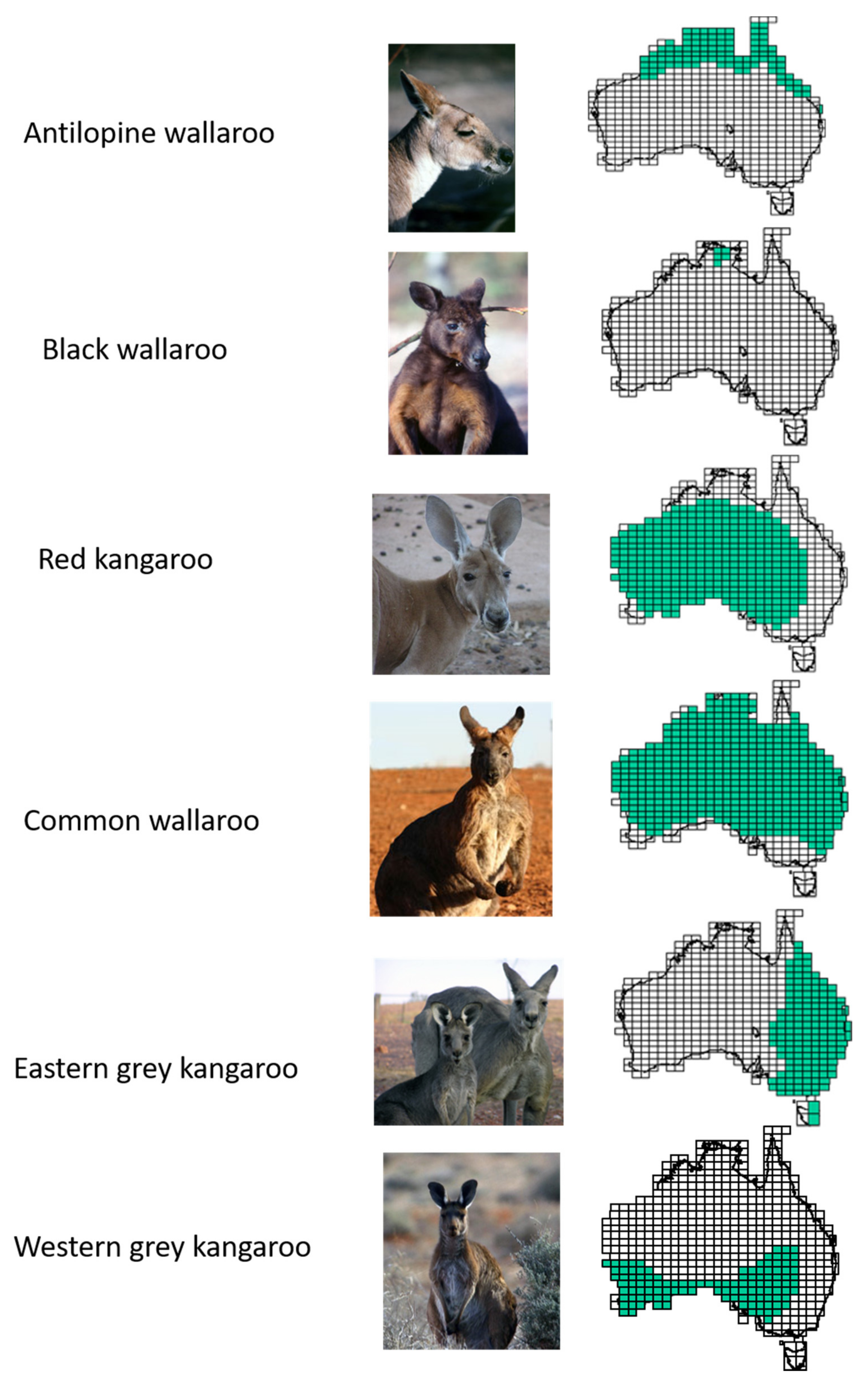 major kangaroo species chart