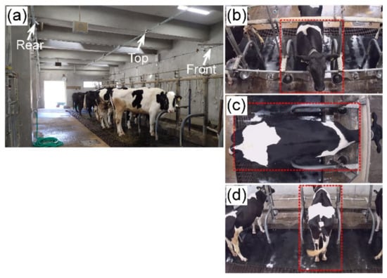 Estrus Detection Using Background Image Subtraction Technique in Tie ...