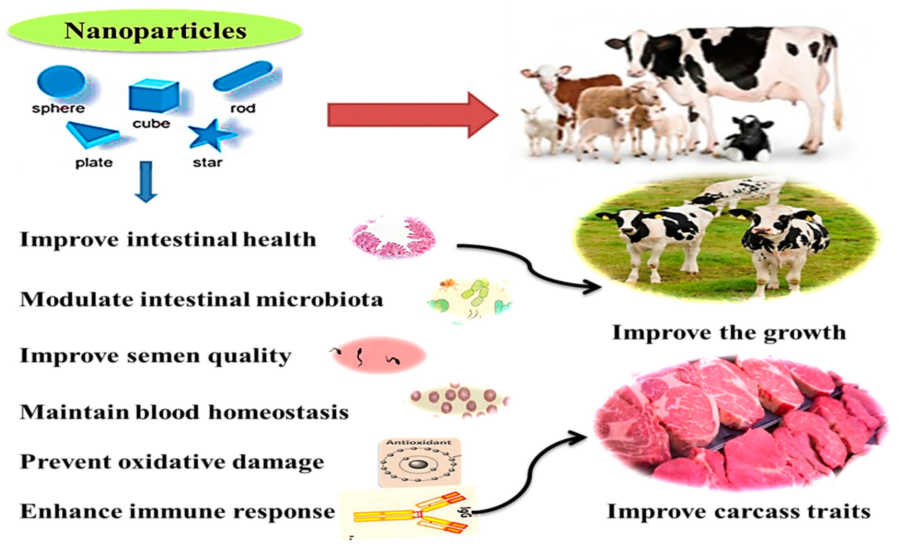Animals | Free Full-Text | Nanominerals: Fabrication Methods, Benefits and  Hazards, and Their Applications in Ruminants with Special Reference to  Selenium and Zinc Nanoparticles