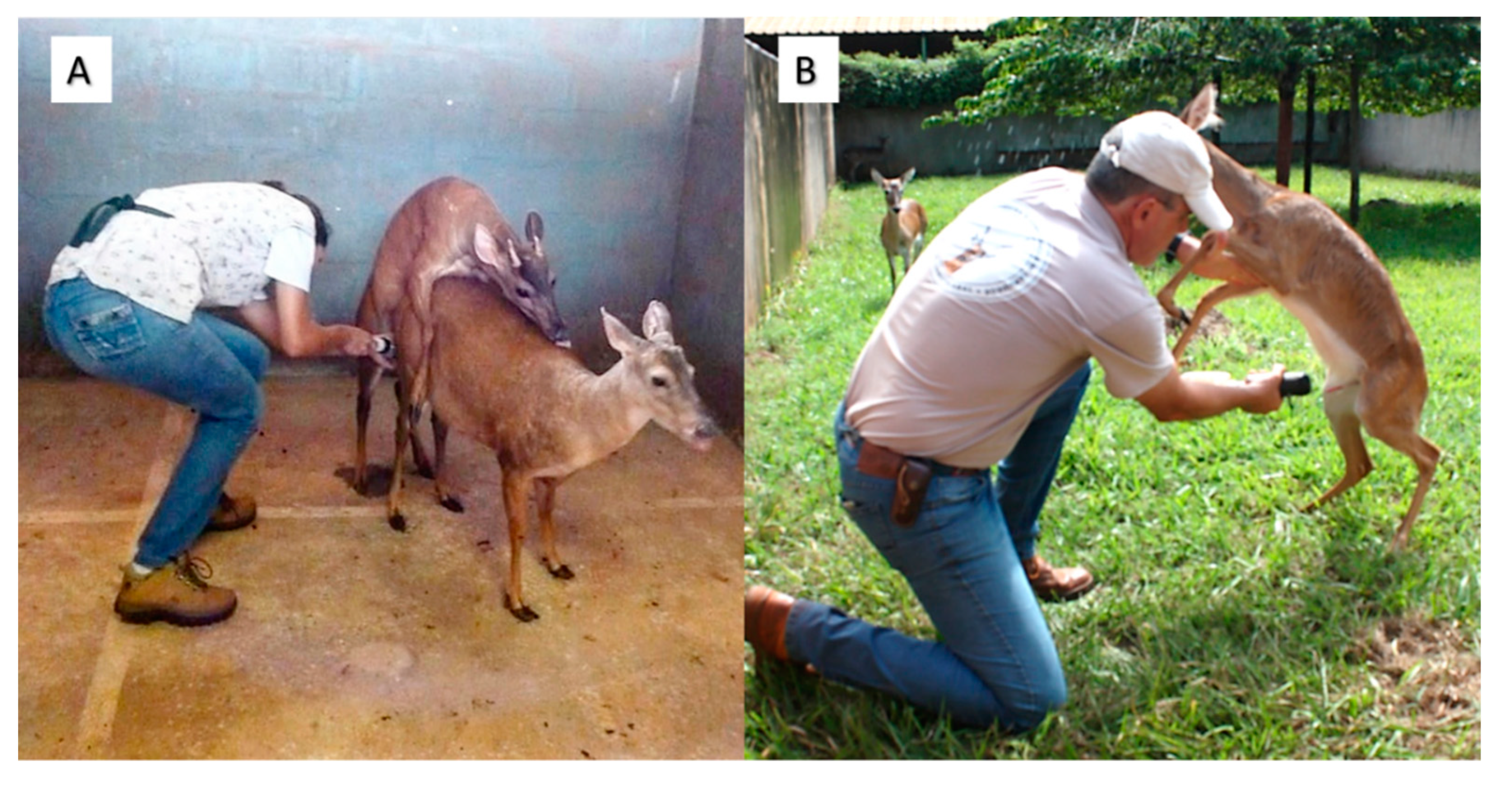 Big Cock Fuck Pussy Doggy - Animals | Free Full-Text | Assisted Reproductive Technology in Neotropical  Deer: A Model Approach to Preserving Genetic Diversity