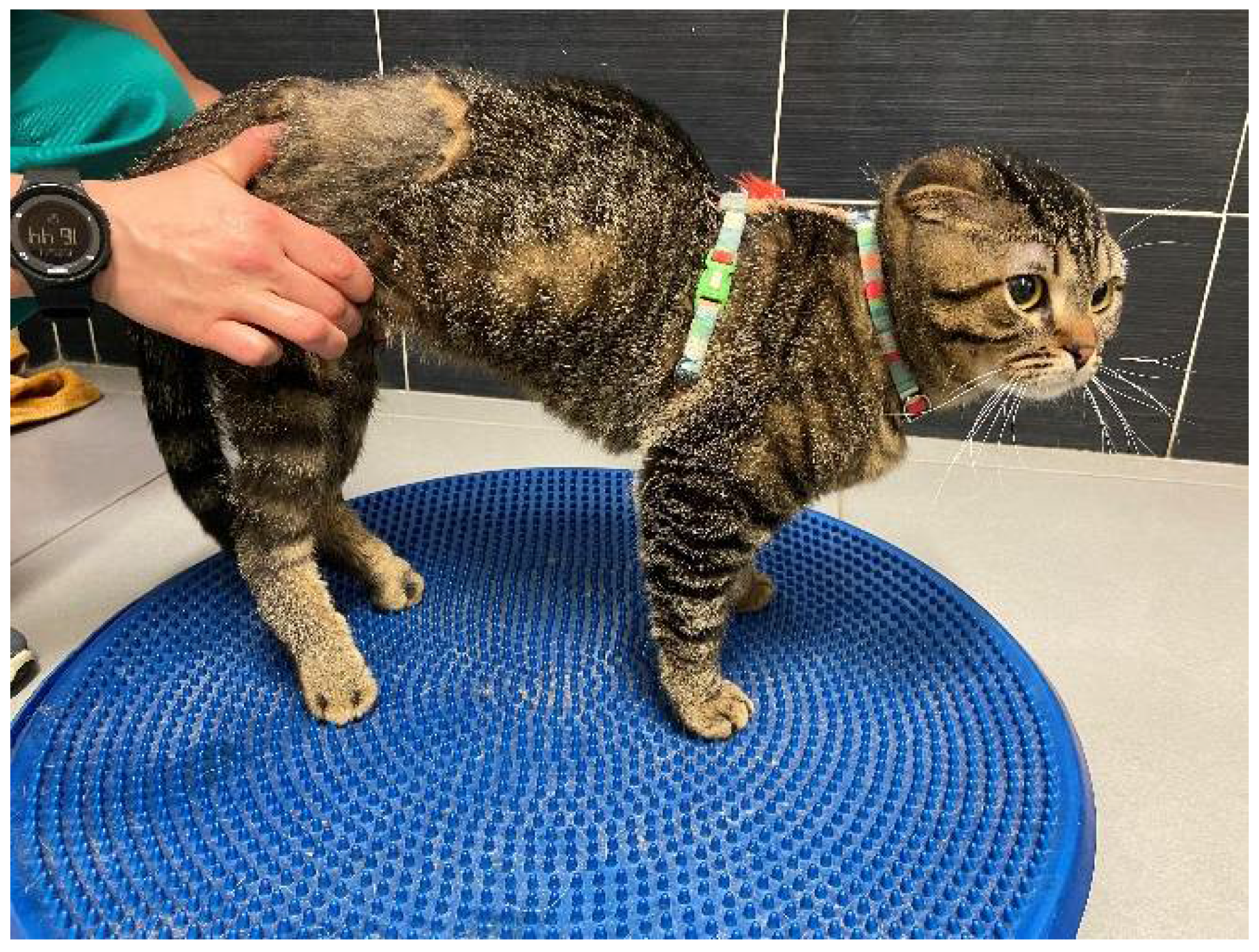 Animals | Free Full-Text | Spinal Locomotion in Cats Following Spinal Cord  Injury: A Prospective Study