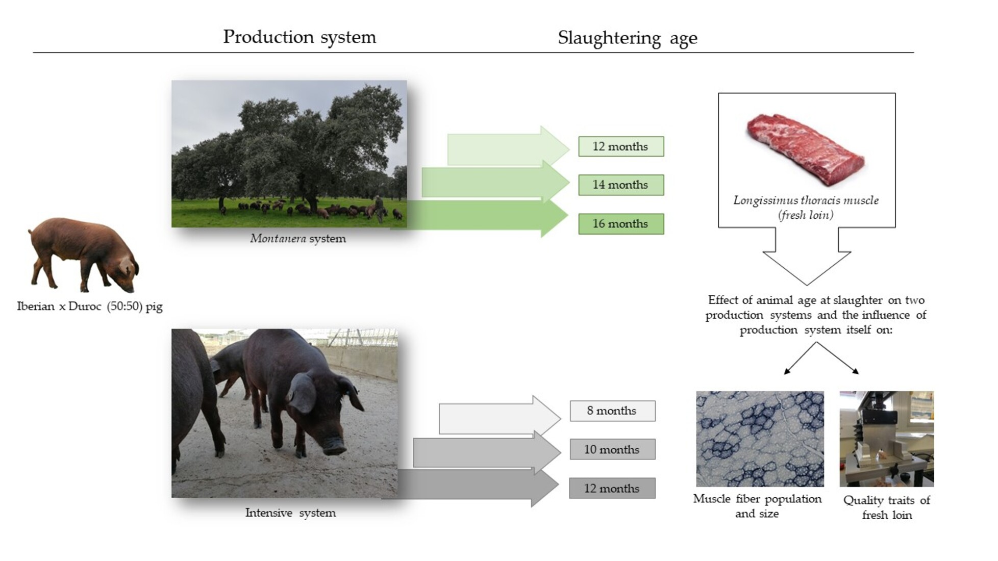 Animals | Free Full-Text | Effect of Animal Age at Slaughter on the Muscle  Fibres of Longissimus thoracis and Meat Quality of Fresh Loin from Iberian  × Duroc Crossbred Pig under Two