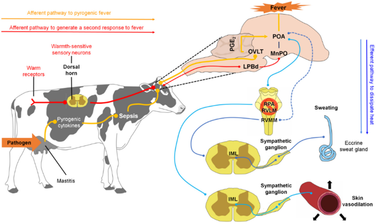Animals | Free Full-Text | Pathophysiology of Fever and Application of  Infrared Thermography (IRT) in the Detection of Sick Domestic Animals:  Recent Advances