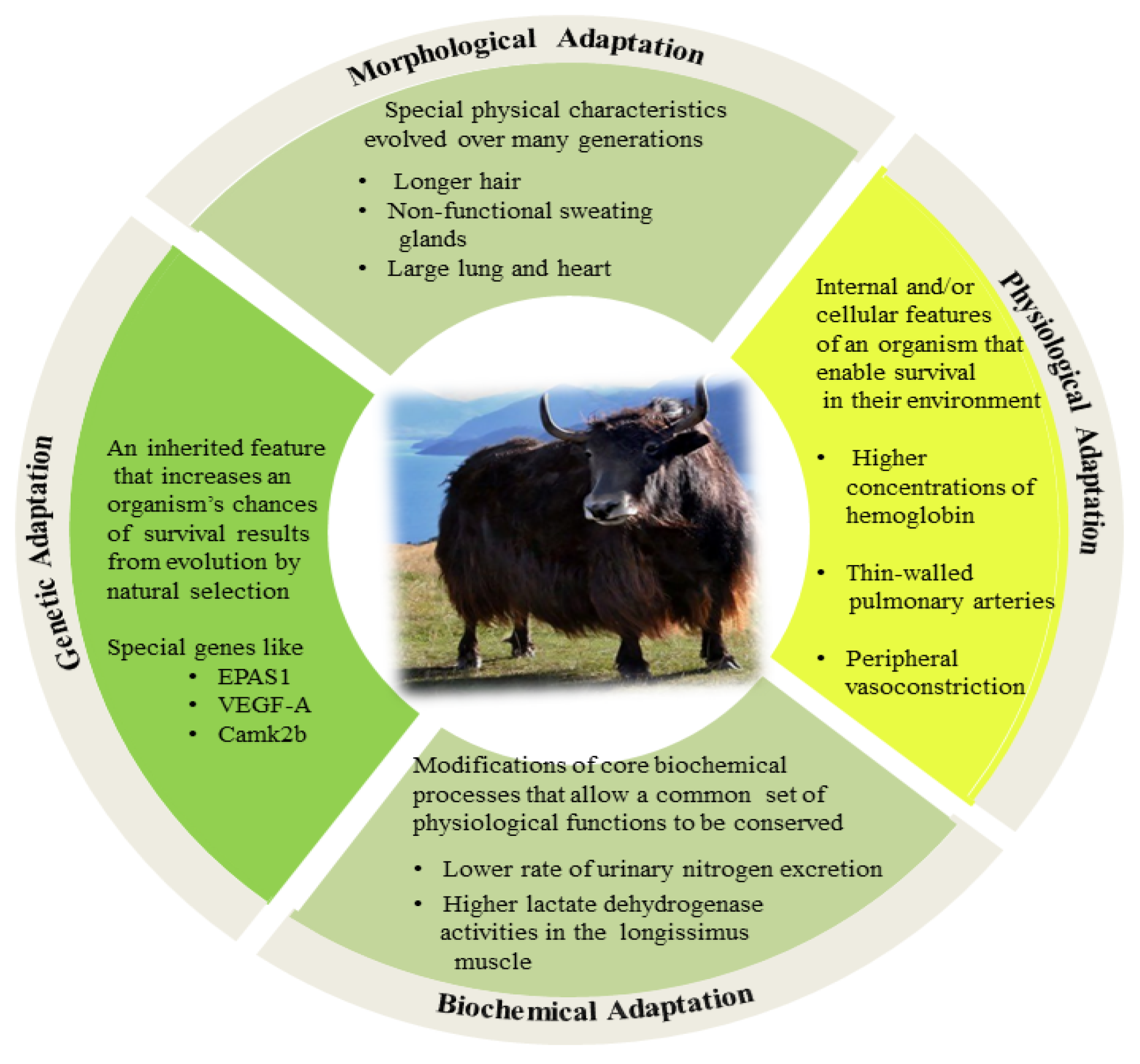 Animals | Free Full-Text | Adaptation Mechanisms of Yak (Bos grunniens) to  High-Altitude Environmental Stress
