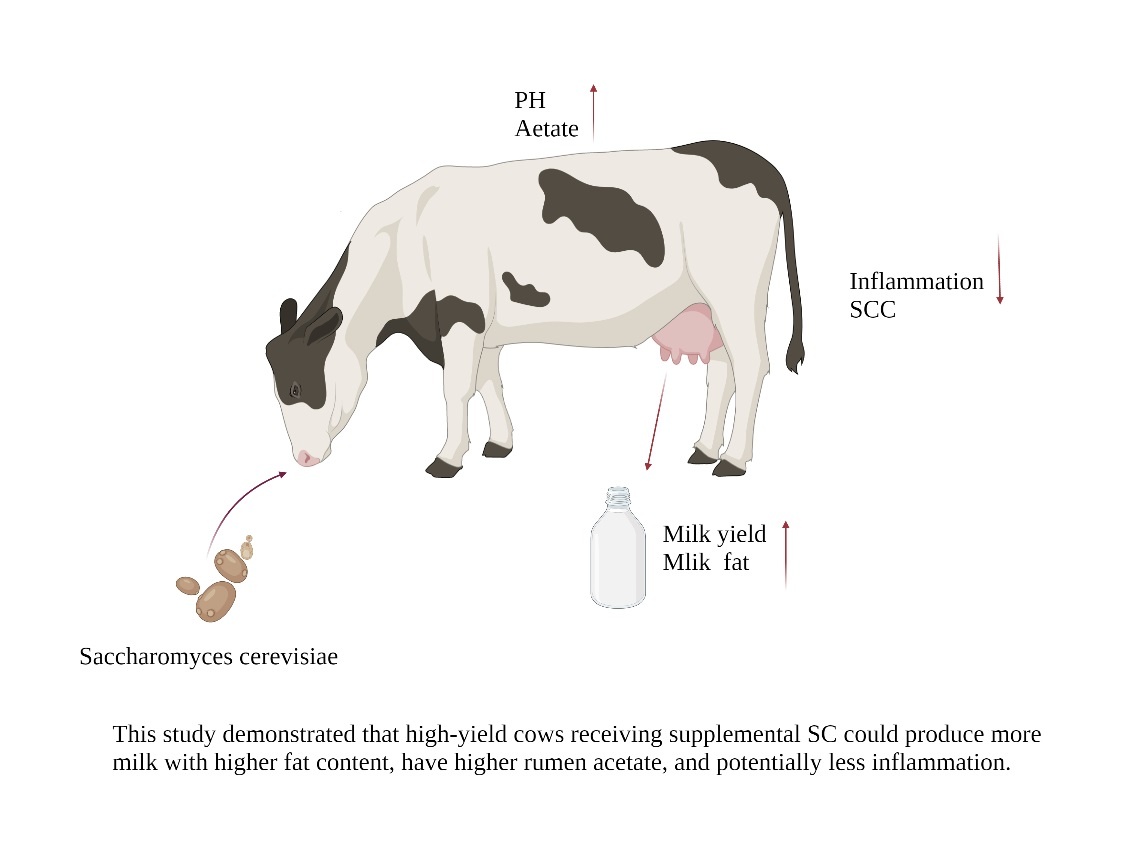 Animals | Free Full-Text | Effects of Saccharomyces cerevisiae Culture on  Ruminal Fermentation, Blood Metabolism, and Performance of High-Yield Dairy  Cows