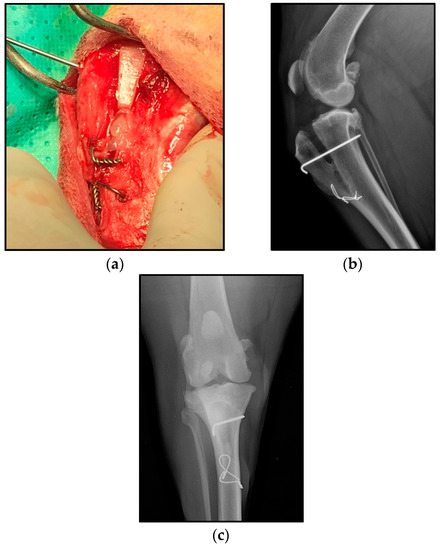Animals | Special Issue : Strong Bones and Healthy Joints: Insights into  the Musculoskeletal System Health of Farm, Companion, and Wild Animals