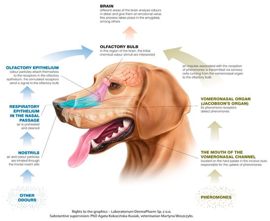 what are signs of lupus in dogs
