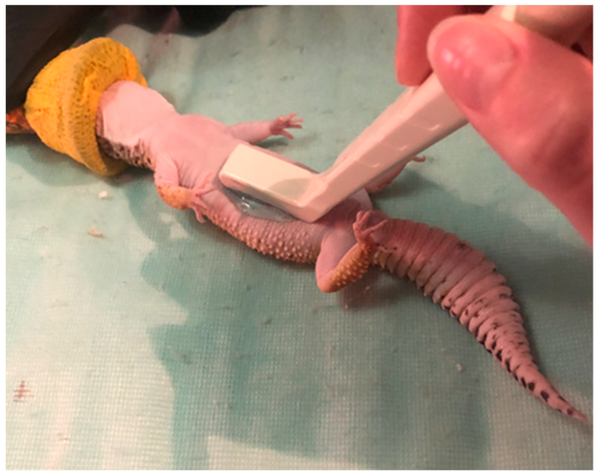 Animals Free Full-Text Determining the Effects of Serial Injections of Pregnant Mare Serum Gonadotropin on Plasma Testosterone Concentrations, Testicular Dynamics, and Semen Production in Leopard Geckos (Eublepharis macularius)