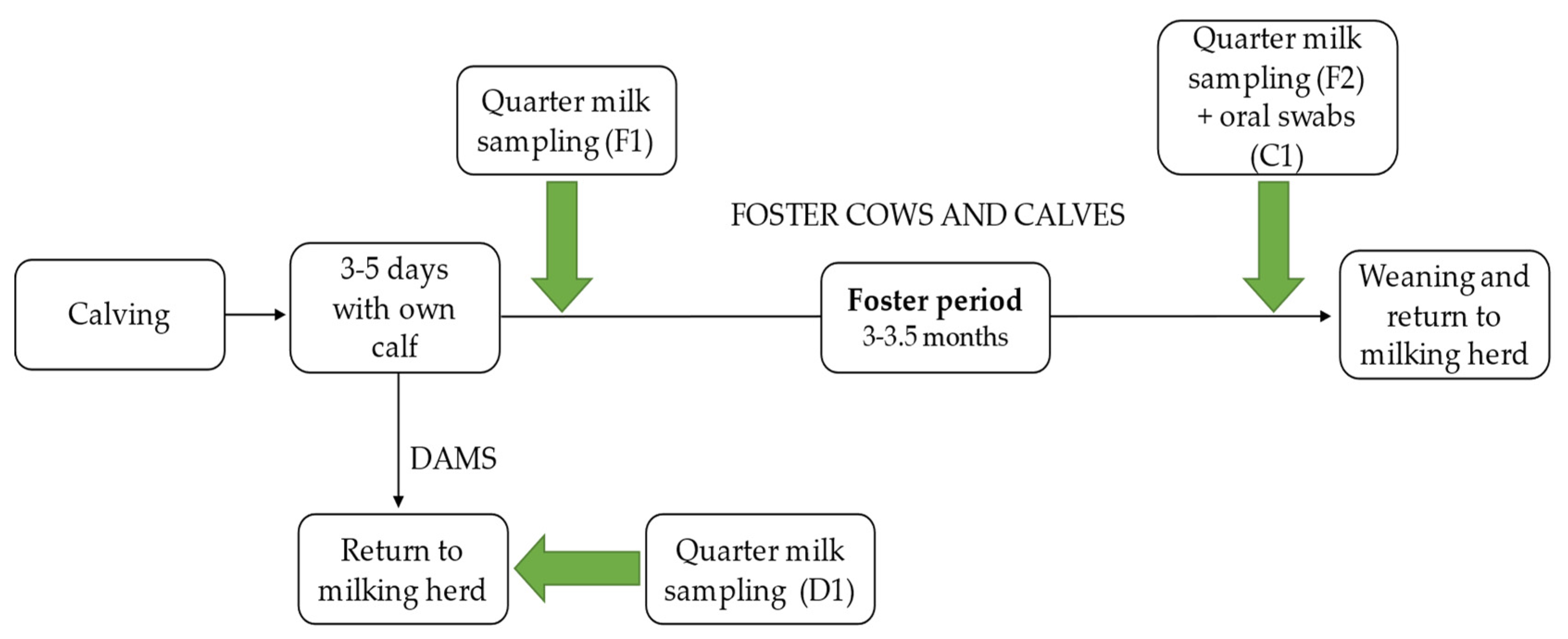 Animals | Free Full-Text | Investigations on Transfer of Pathogens between  Foster Cows and Calves during the Suckling Period