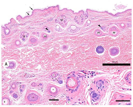 Animals | Free Full-Text | Altered Hypoxia-Induced and Heat Shock ...