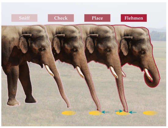 File:Natural Selection of Elephants.pdf - Wikimedia Commons