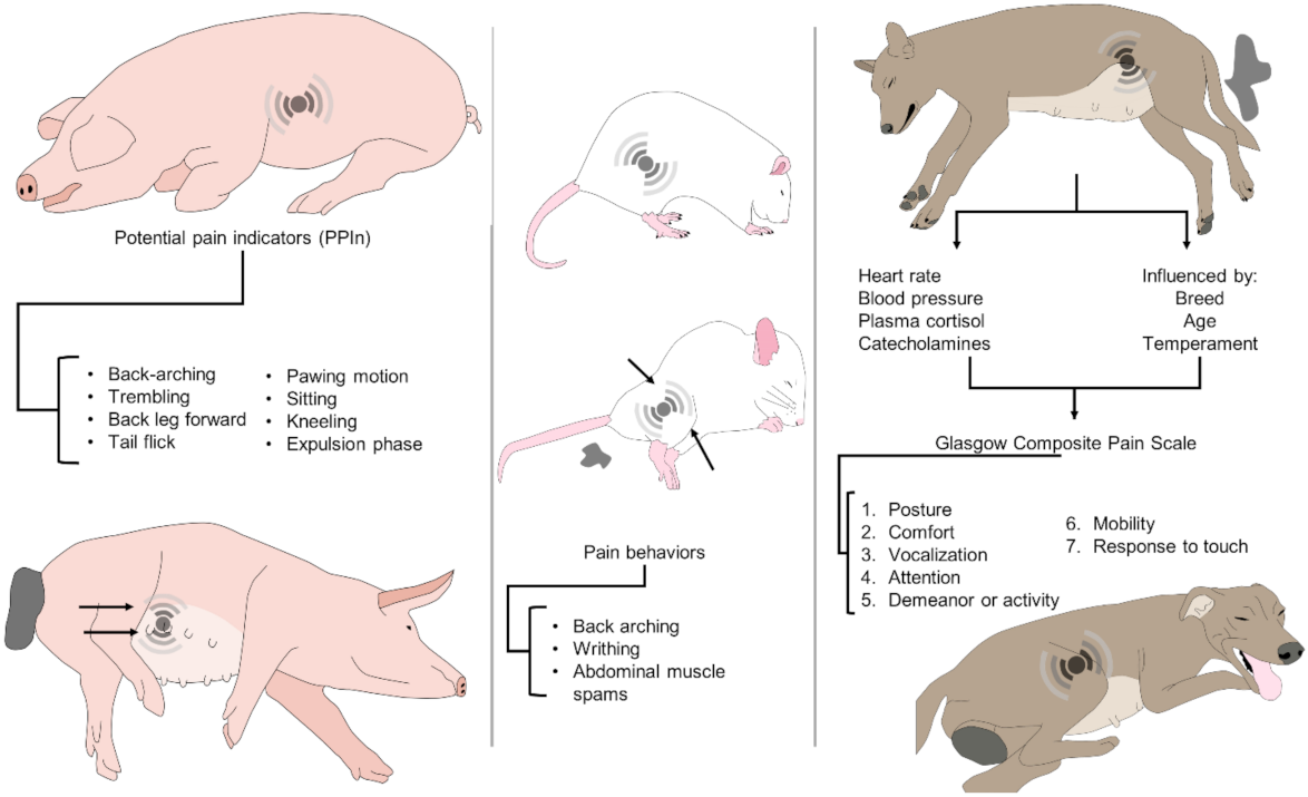 Animals | Free Full-Text | Parturition in Mammals: Animal Models, Pain and  Distress