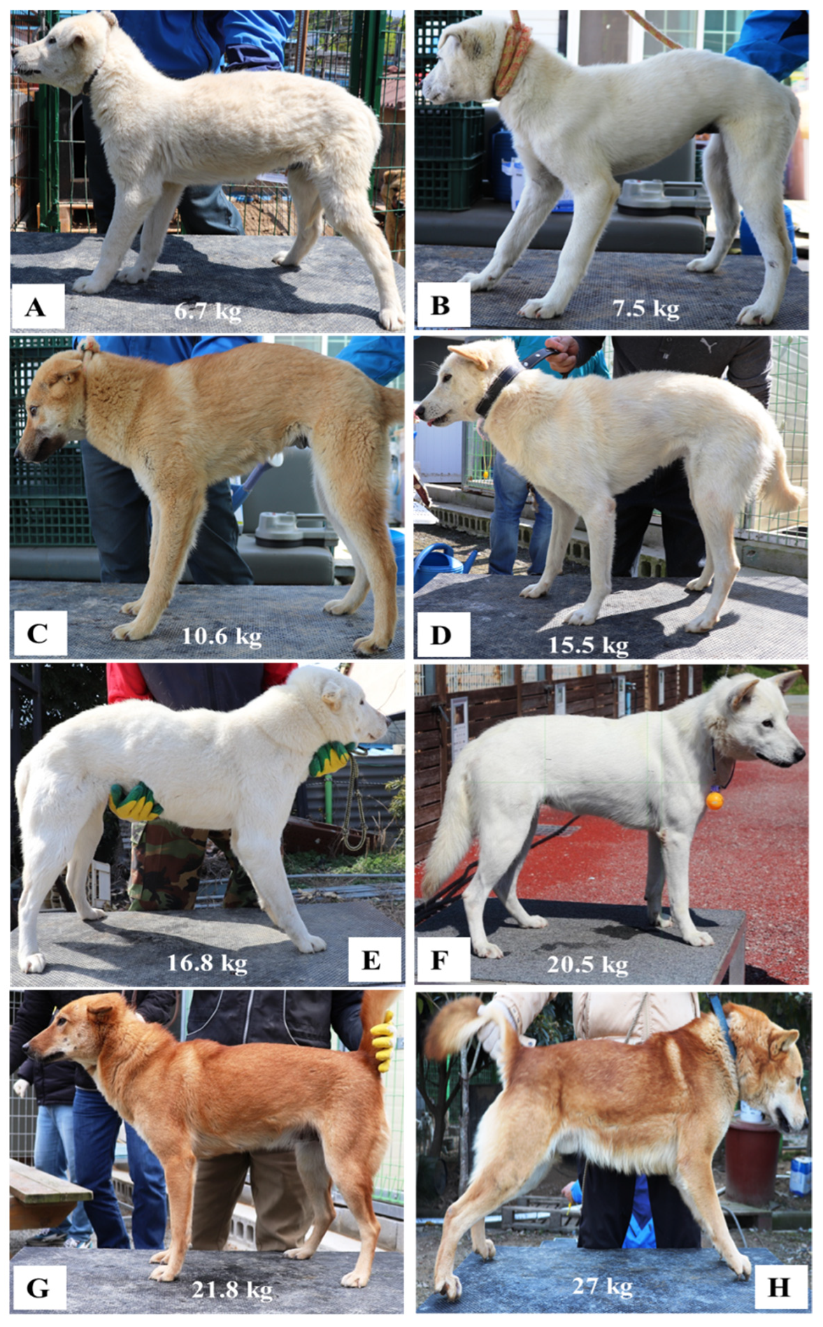 Animals | Free Full-Text | Insight into the Candidate Genes and Enriched  Pathways Associated with Height, Length, Length to Height Ratio and  Body-Weight of Korean Indigenous Breed, Jindo Dog Using Gene Set