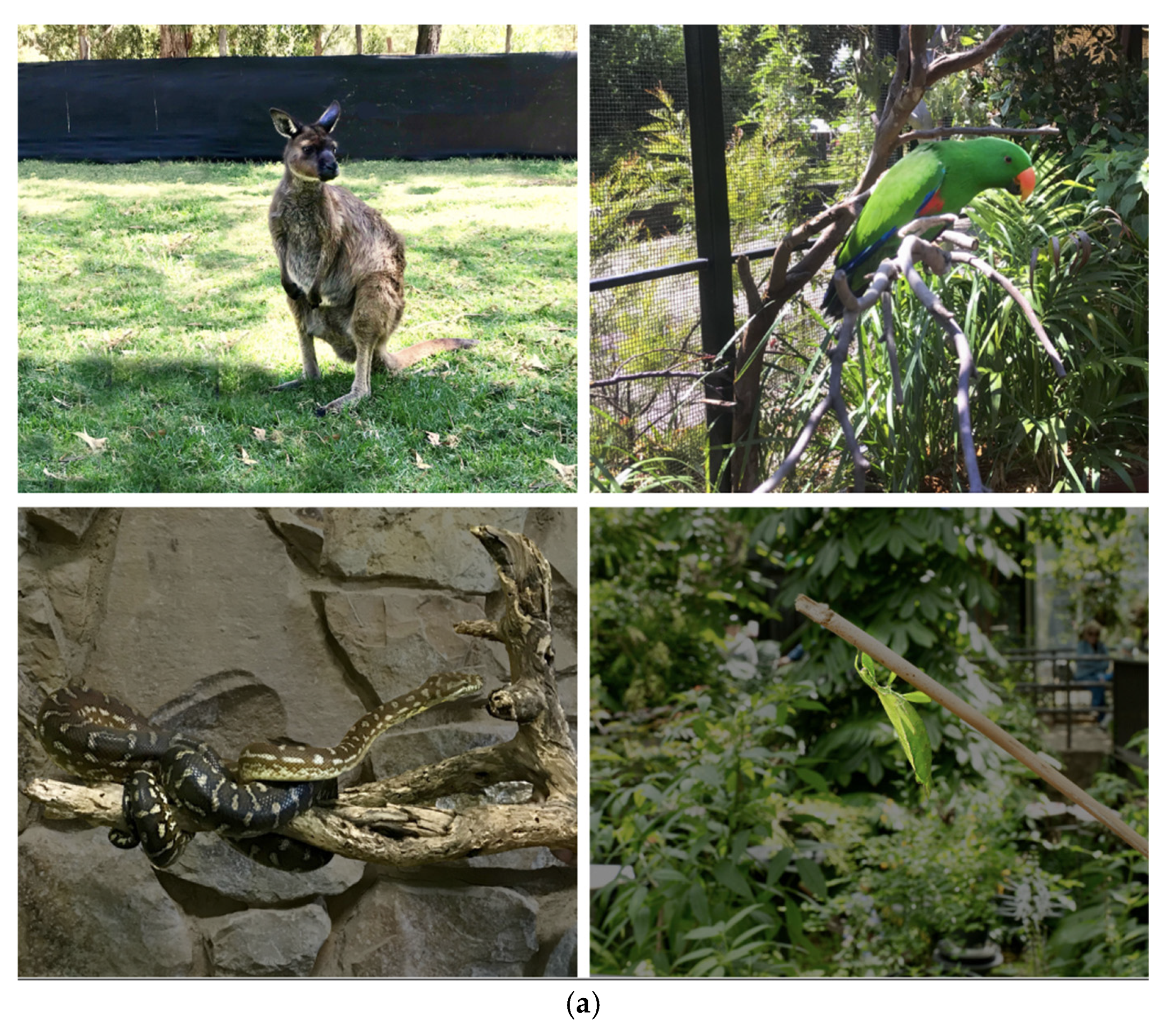Zoo V Man Xvideo - Animals | Free Full-Text | Human Positioning in Close-Encounter Photographs  and the Effect on Public Perceptions of Zoo Animals
