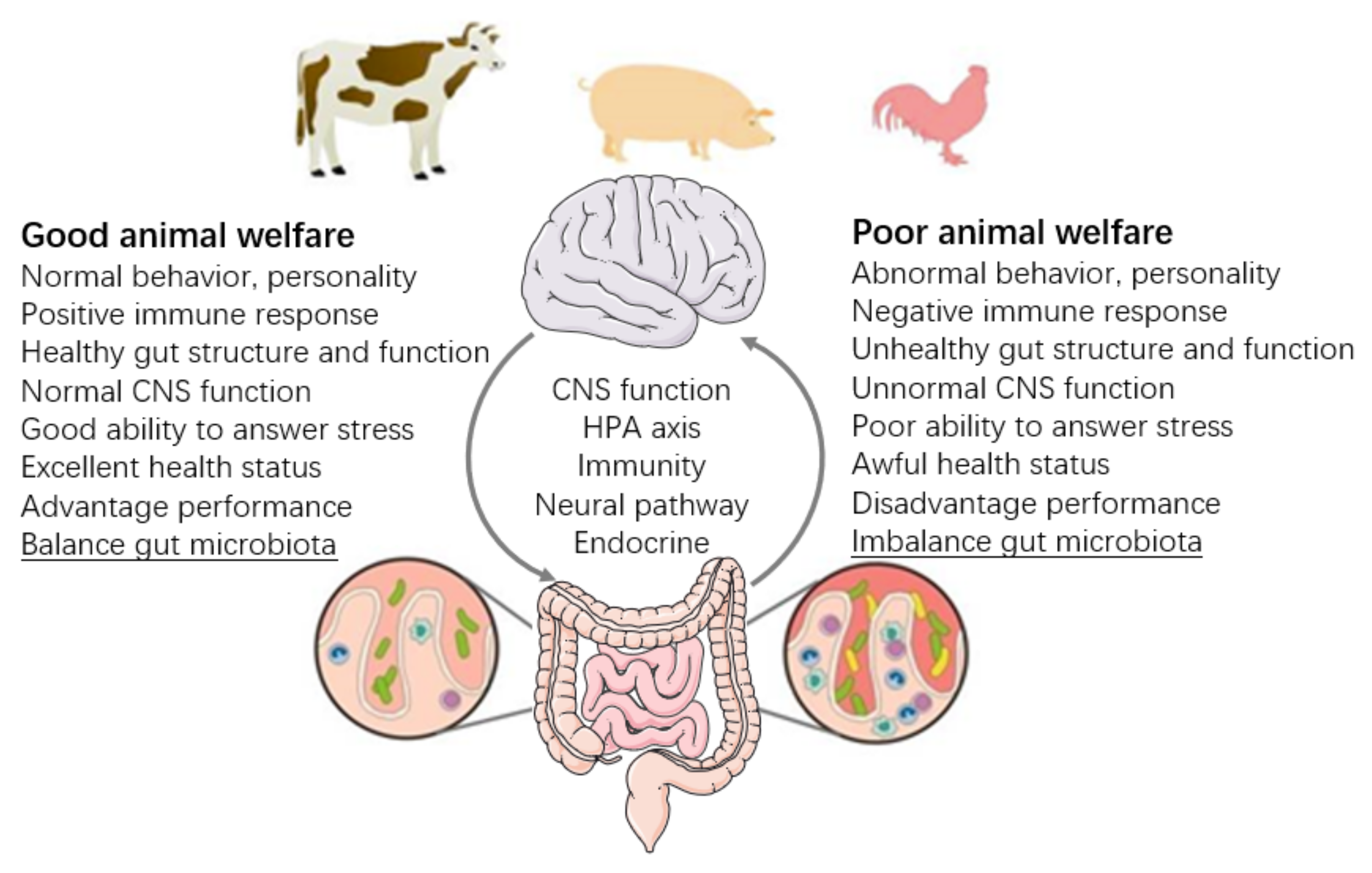 Animals | Free Full-Text | Gut Microbiota Implications for Health and  Welfare in Farm Animals: A Review