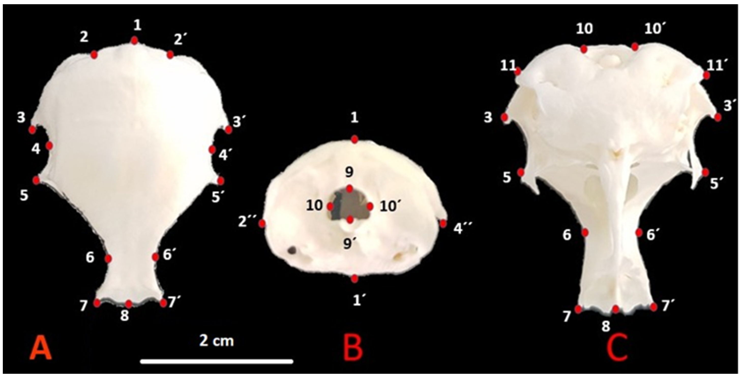 2918px x 1486px - Animals | Free Full-Text | Sex Determination in Japanese Quails (Coturnix  japonica) Using Geometric Morphometrics of the Skull