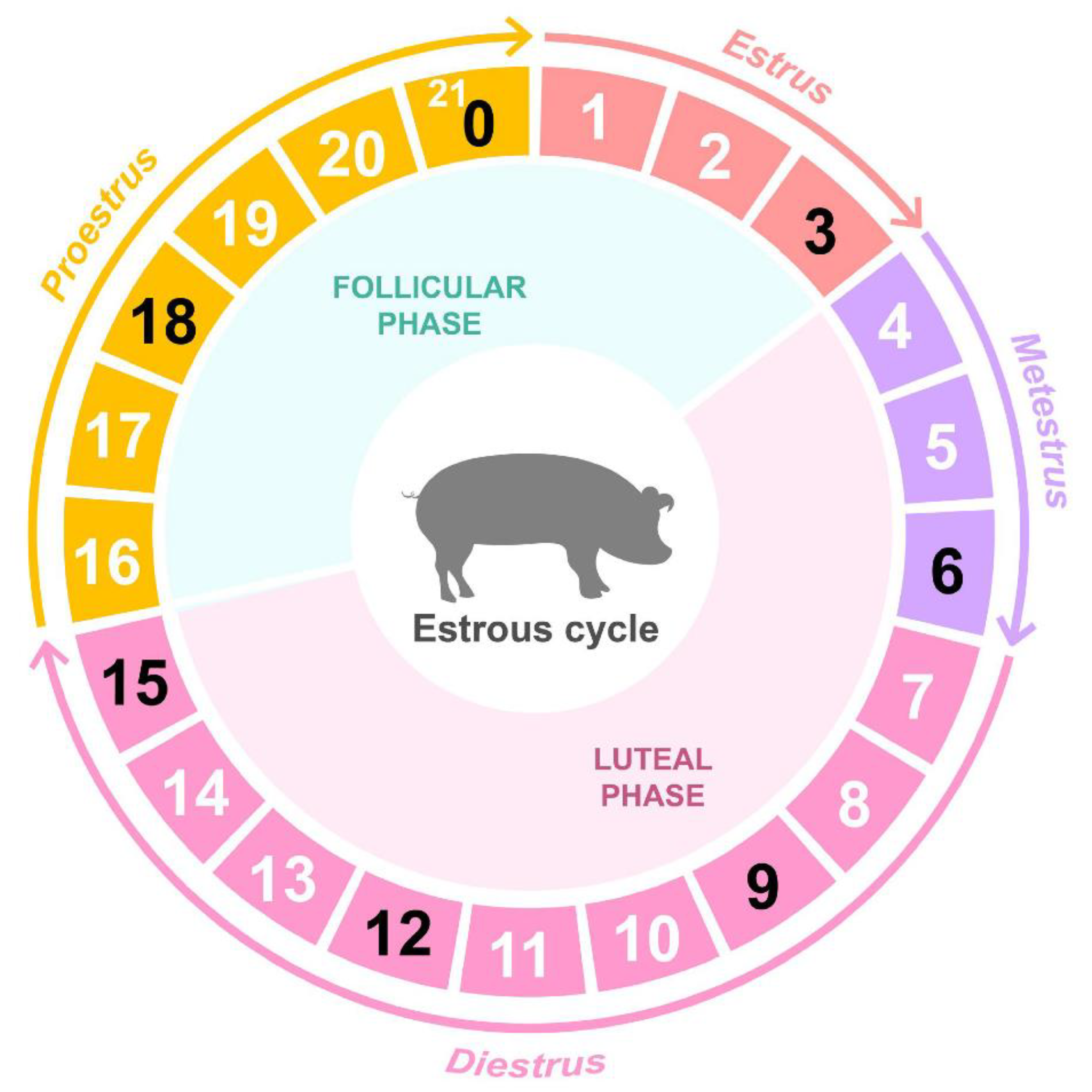 Animals | Free Full-Text | Time Series Ovarian Transcriptome Analyses of  the Porcine Estrous Cycle Reveals Gene Expression Changes during Steroid  Metabolism and Corpus Luteum Development