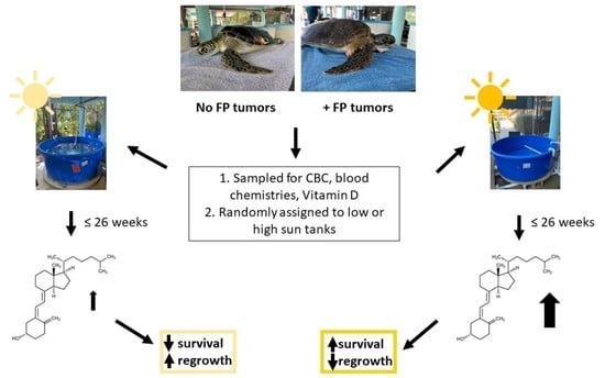 Animals | Free Full-Text | Influence of Sunlight on Vitamin D and Health  Status in Green (Chelonia mydas) Sea Turtles with Fibropapillomatosis