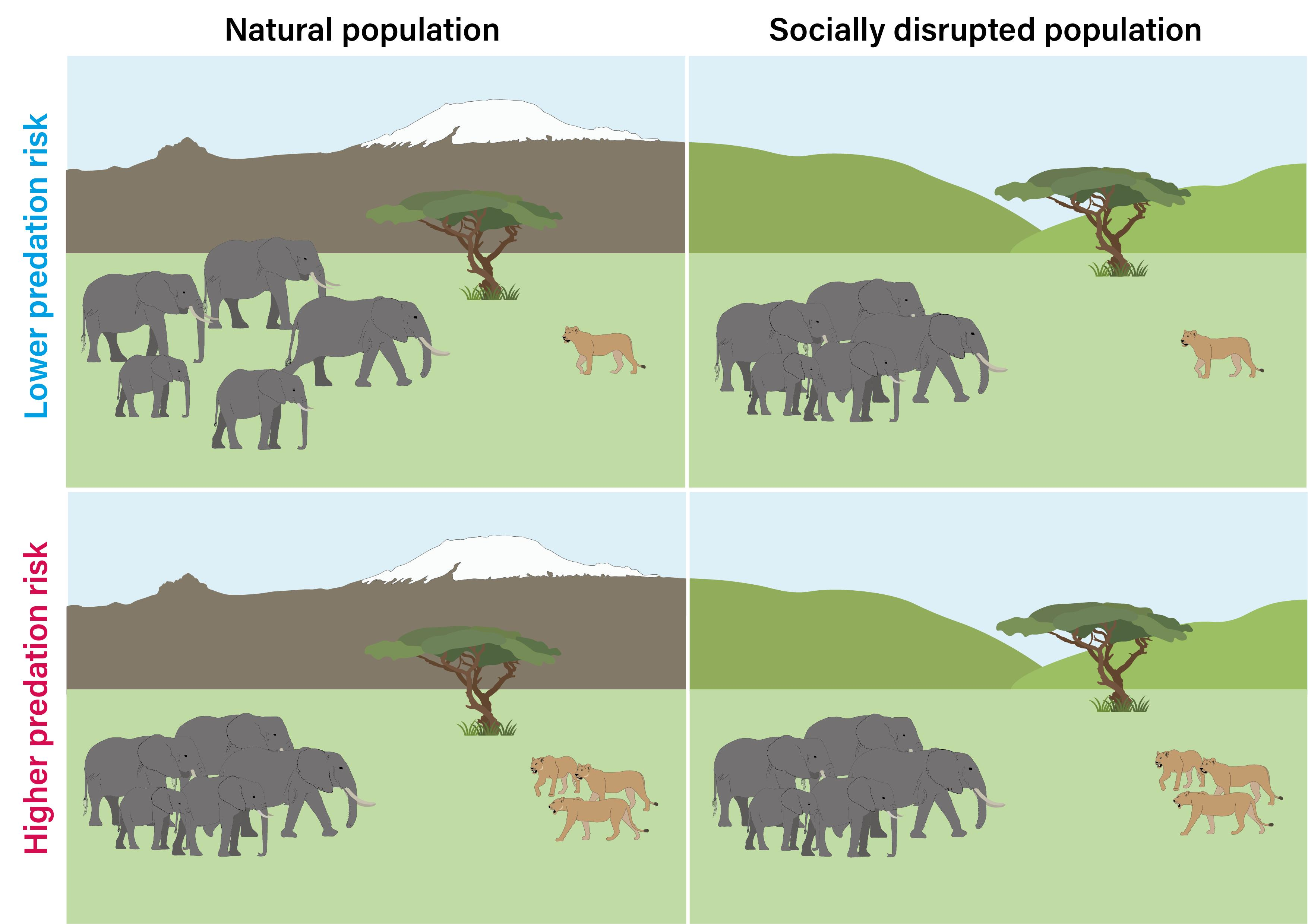 Animals | Free Full-Text | Social Disruption Impairs Predatory Threat  Assessment in African Elephants