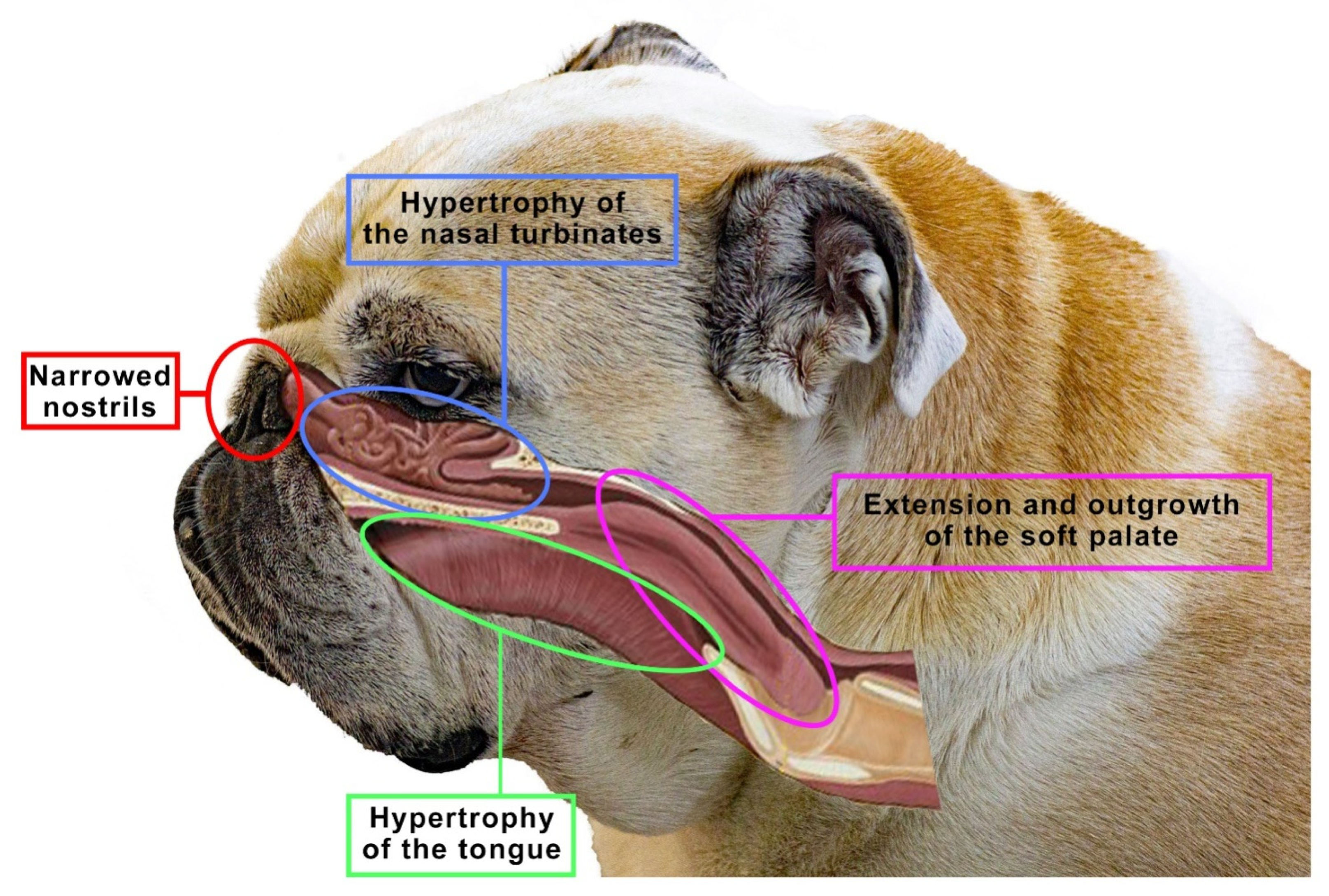 Animals | Free Full-Text | The Shape of the Nasal Cavity and Adaptations to  Sniffing in the Dog (Canis familiaris) Compared to Other Domesticated  Mammals: A Review Article