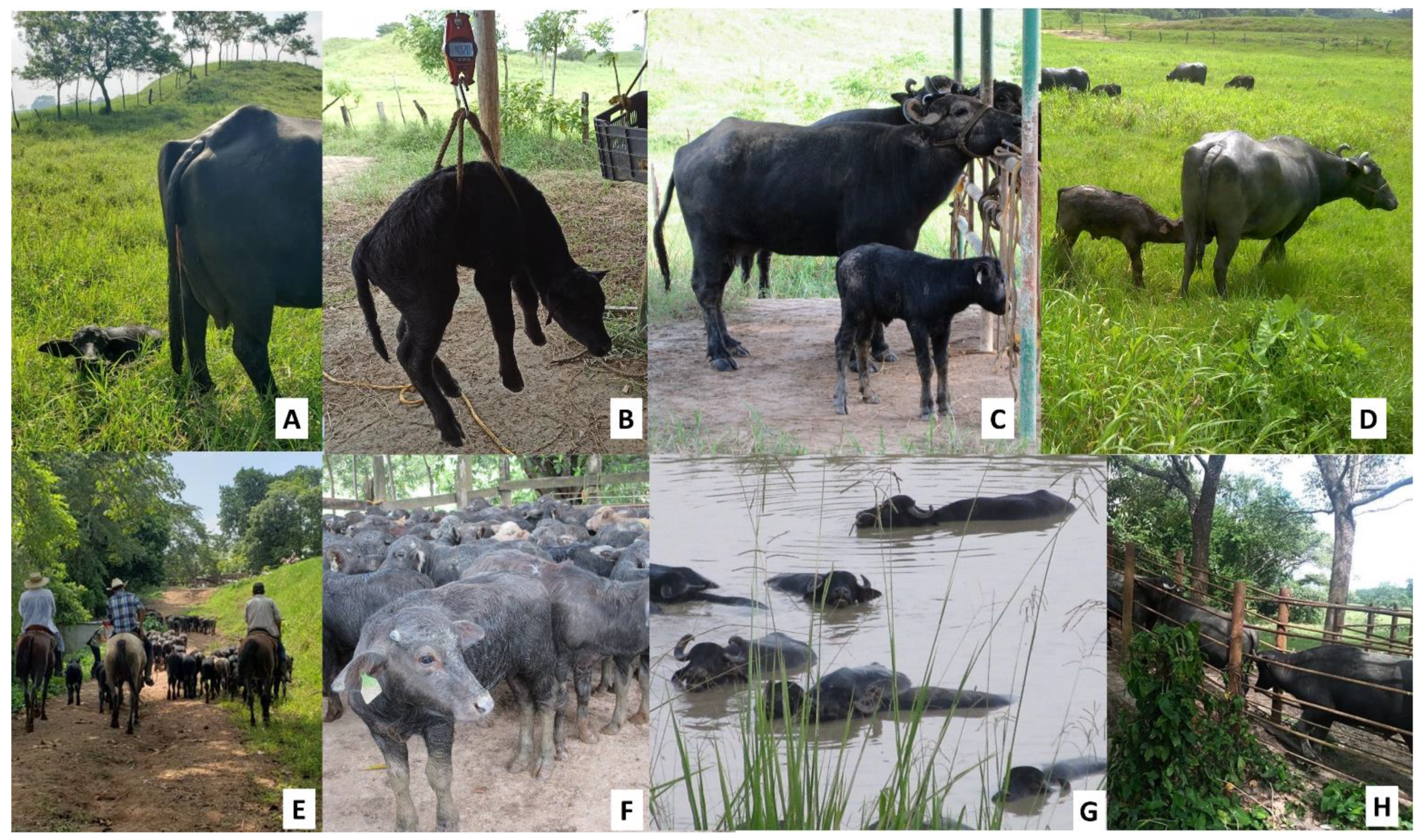 Animals | Free Full-Text | Handling and Physiological Aspects of the  Dual-Purpose Water Buffalo Production System in the Mexican Humid Tropics