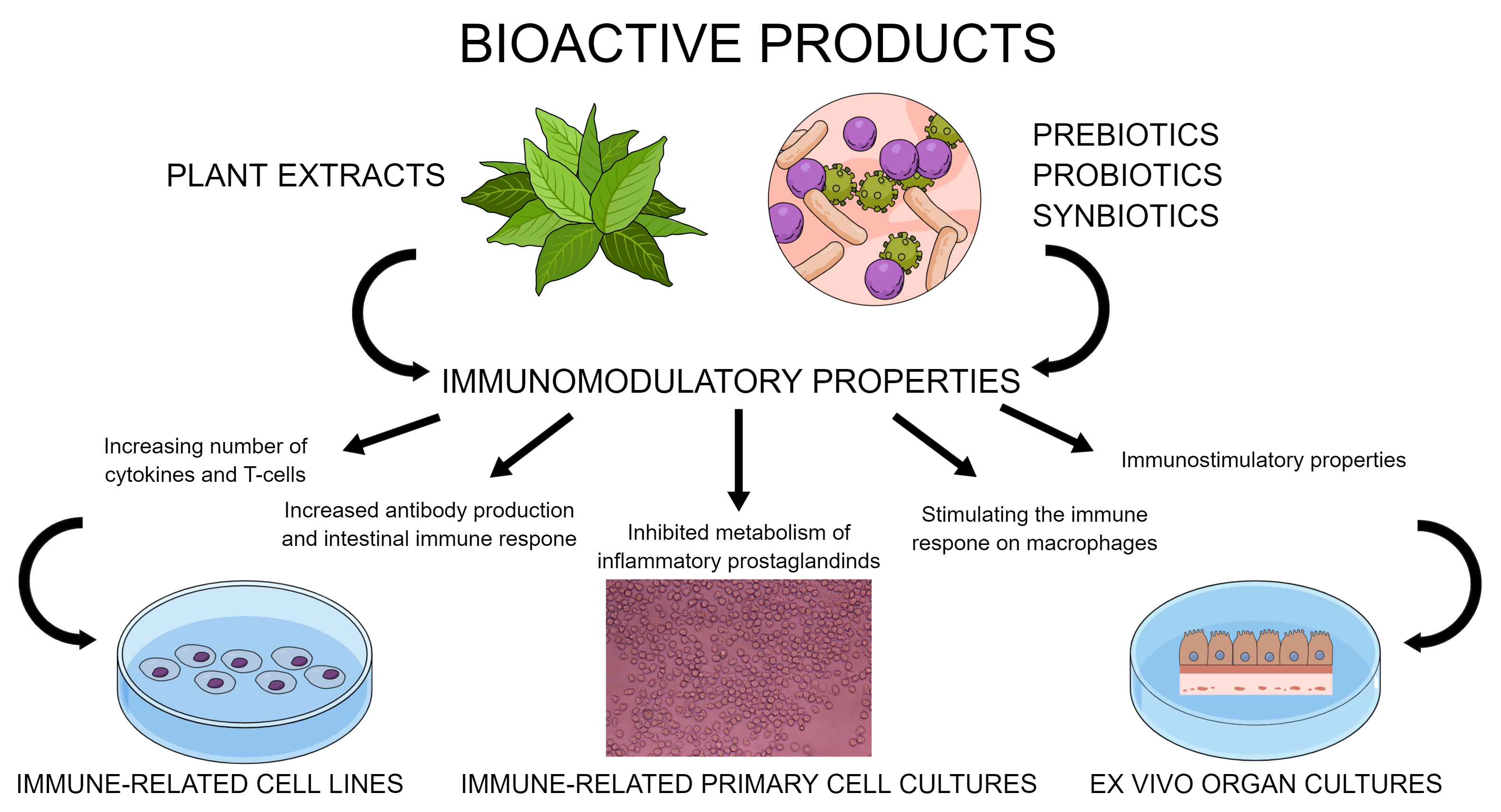 Animals | Free Full-Text | Avian Cell Culture Models to Study  Immunomodulatory Properties of Bioactive Products